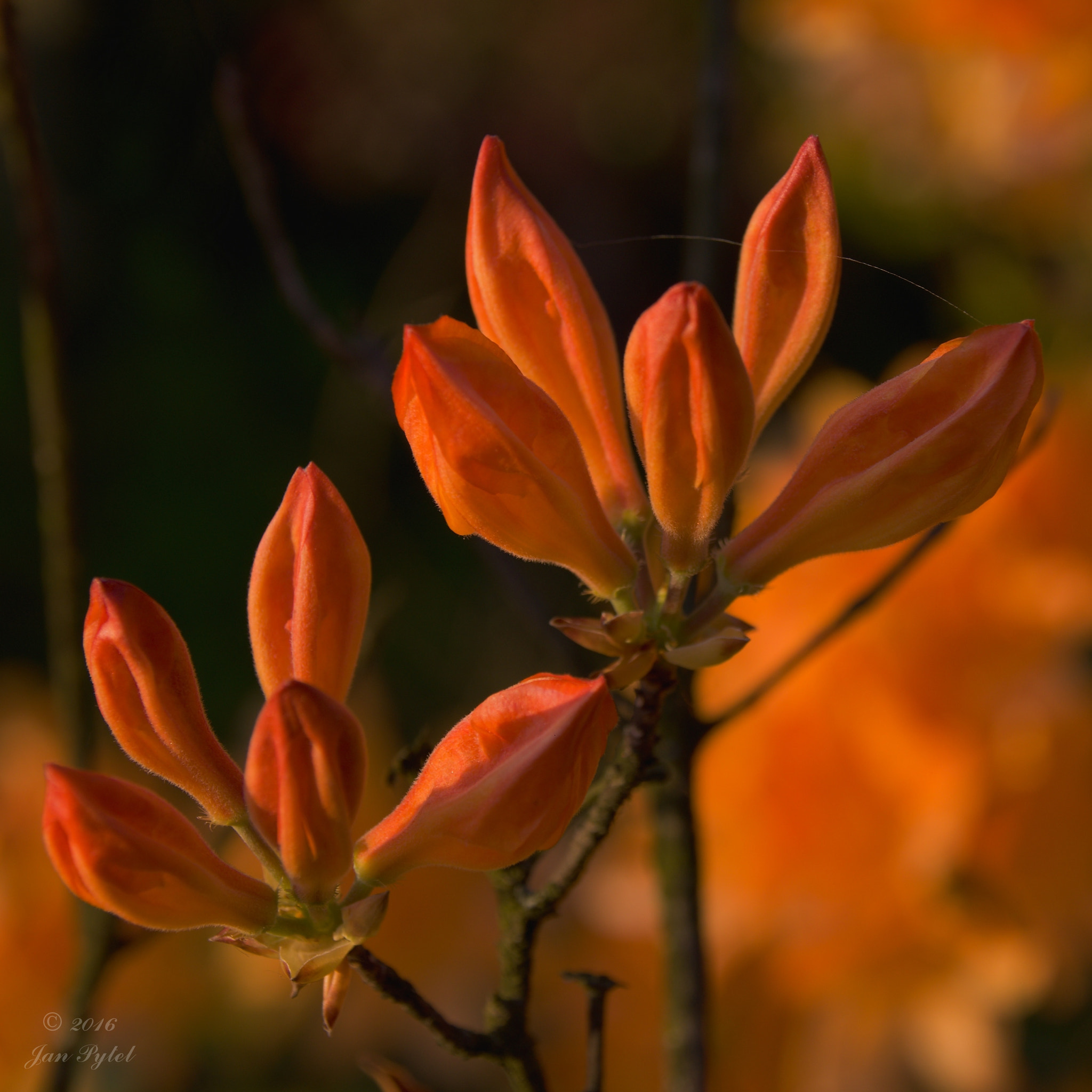 18.00 - 200.00 mm f/3.5 - 6.3 sample photo. Azalea photography