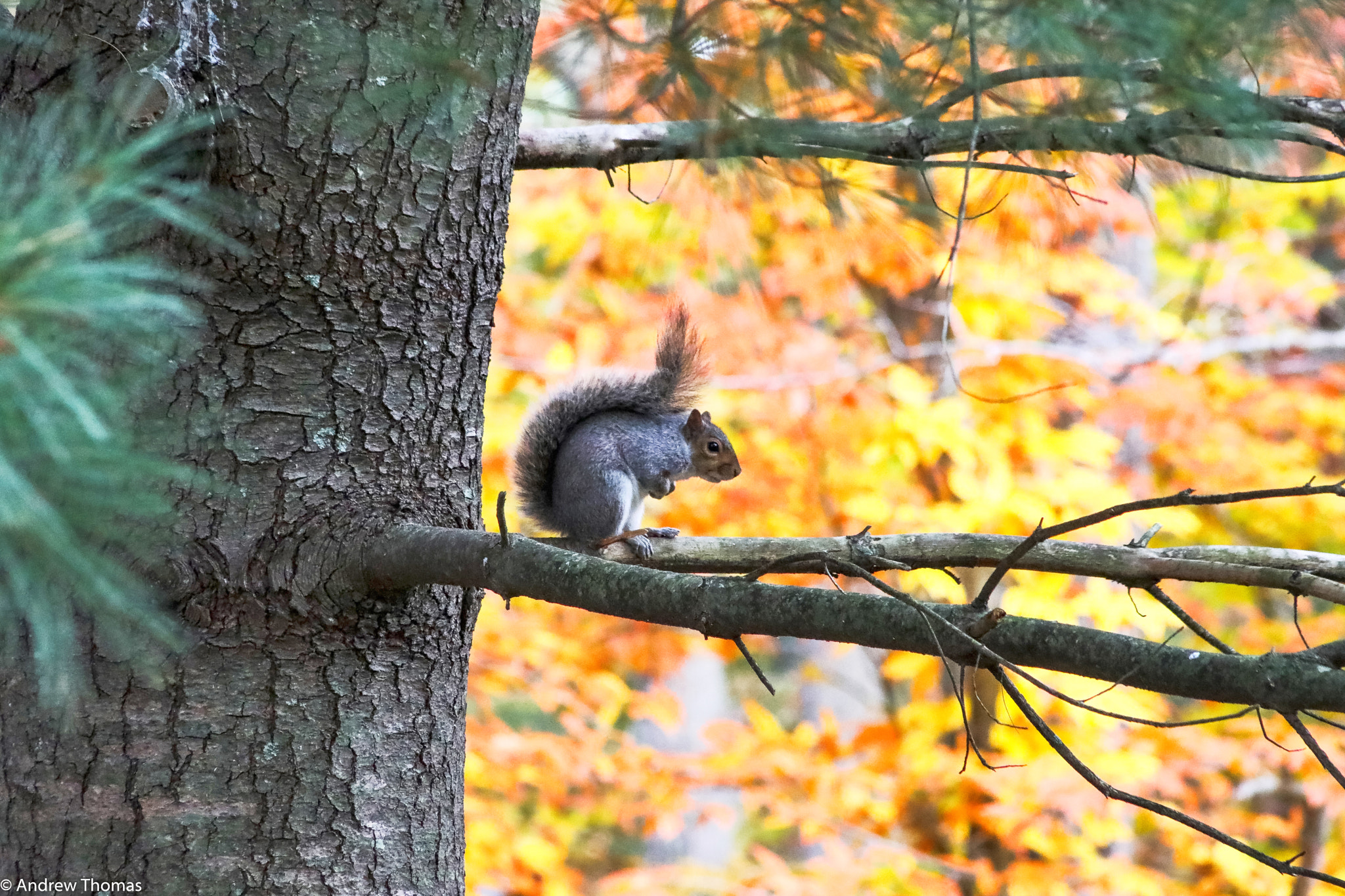 Canon EOS 5D Mark IV + Canon EF 75-300mm f/4-5.6 USM sample photo. Fall squirrel photography