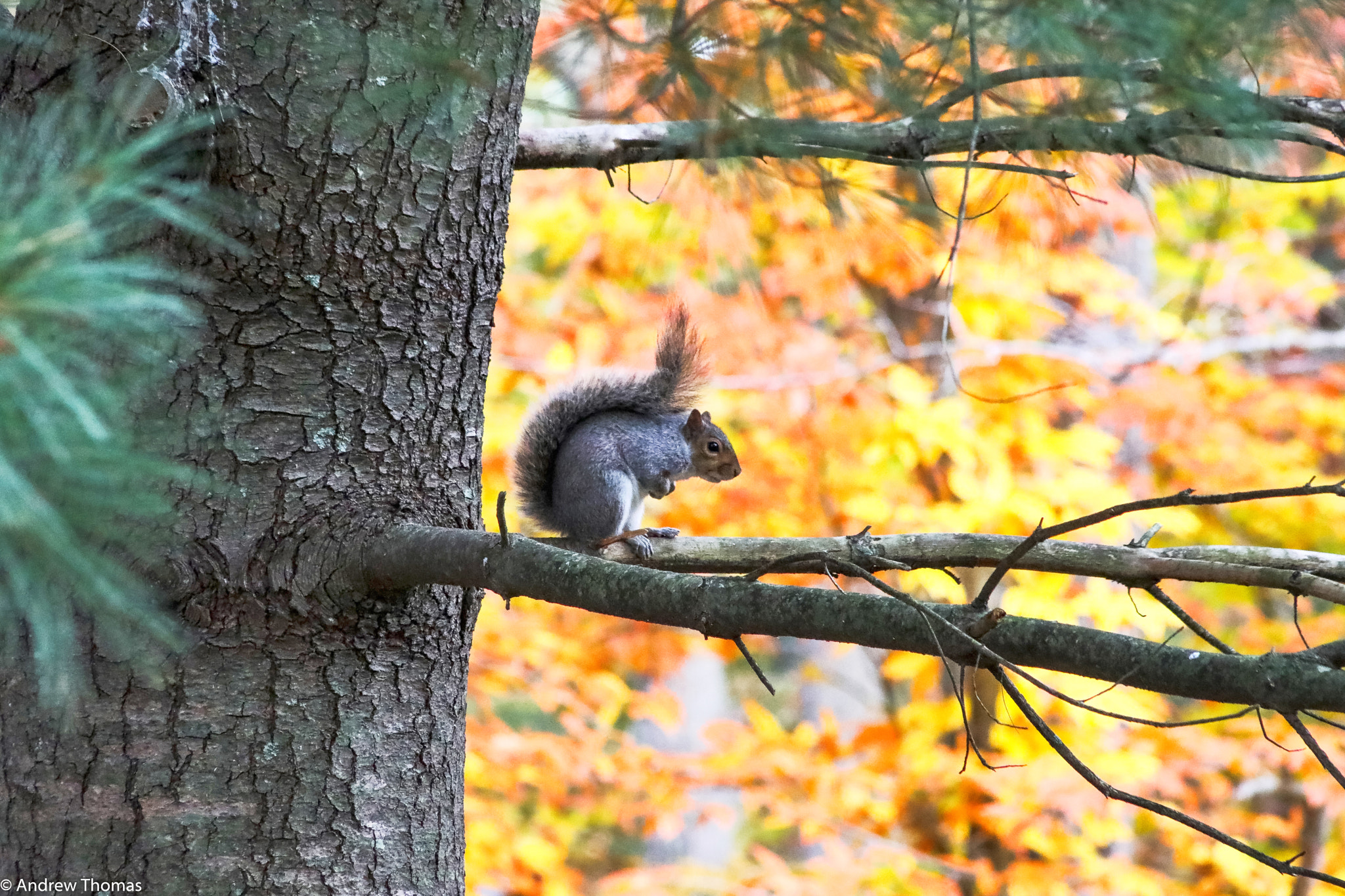 Canon EF 75-300mm f/4-5.6 USM sample photo. Fall squirrel photography