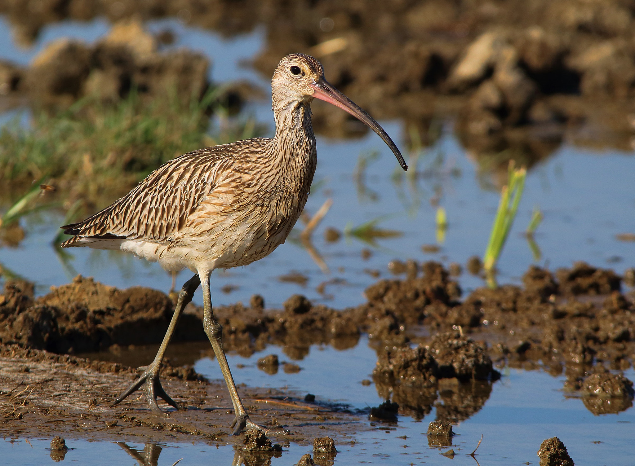 Sigma 150-500mm F5-6.3 DG OS HSM sample photo. Eurasian curlew, chiurlo maggiore  photography