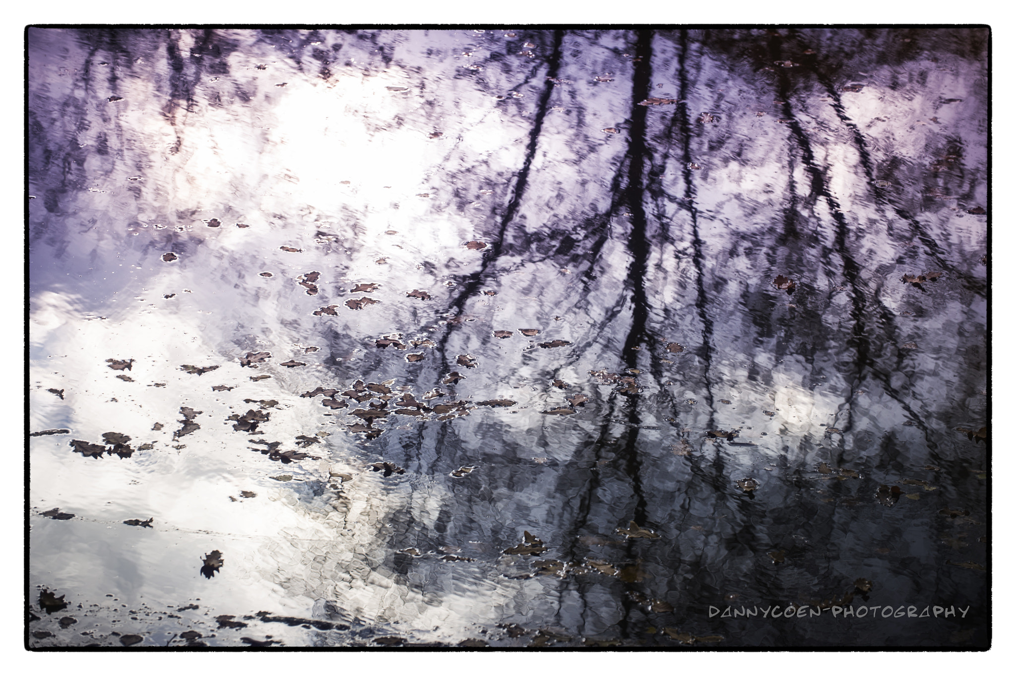 Nikon D3S sample photo. Floating leaves. photography