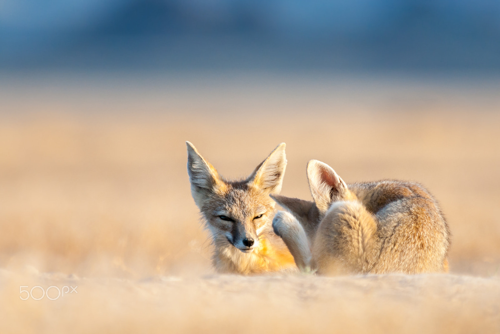 Nikon D200 sample photo. Kit foxes photography