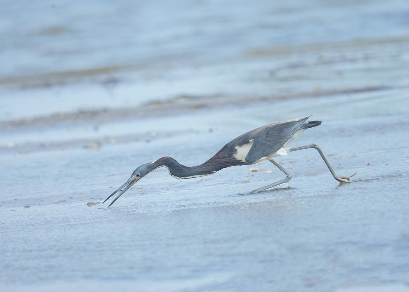 Canon EF 500mm F4L IS II USM sample photo. Tricolour heron classic pose photography
