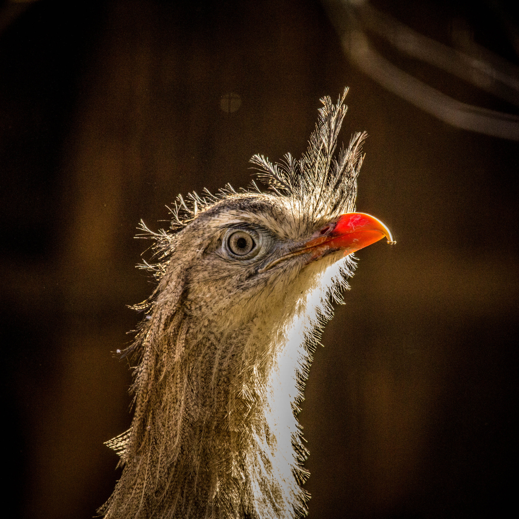 Canon EF-S 55-250mm F4-5.6 IS STM sample photo. Bird punk photography