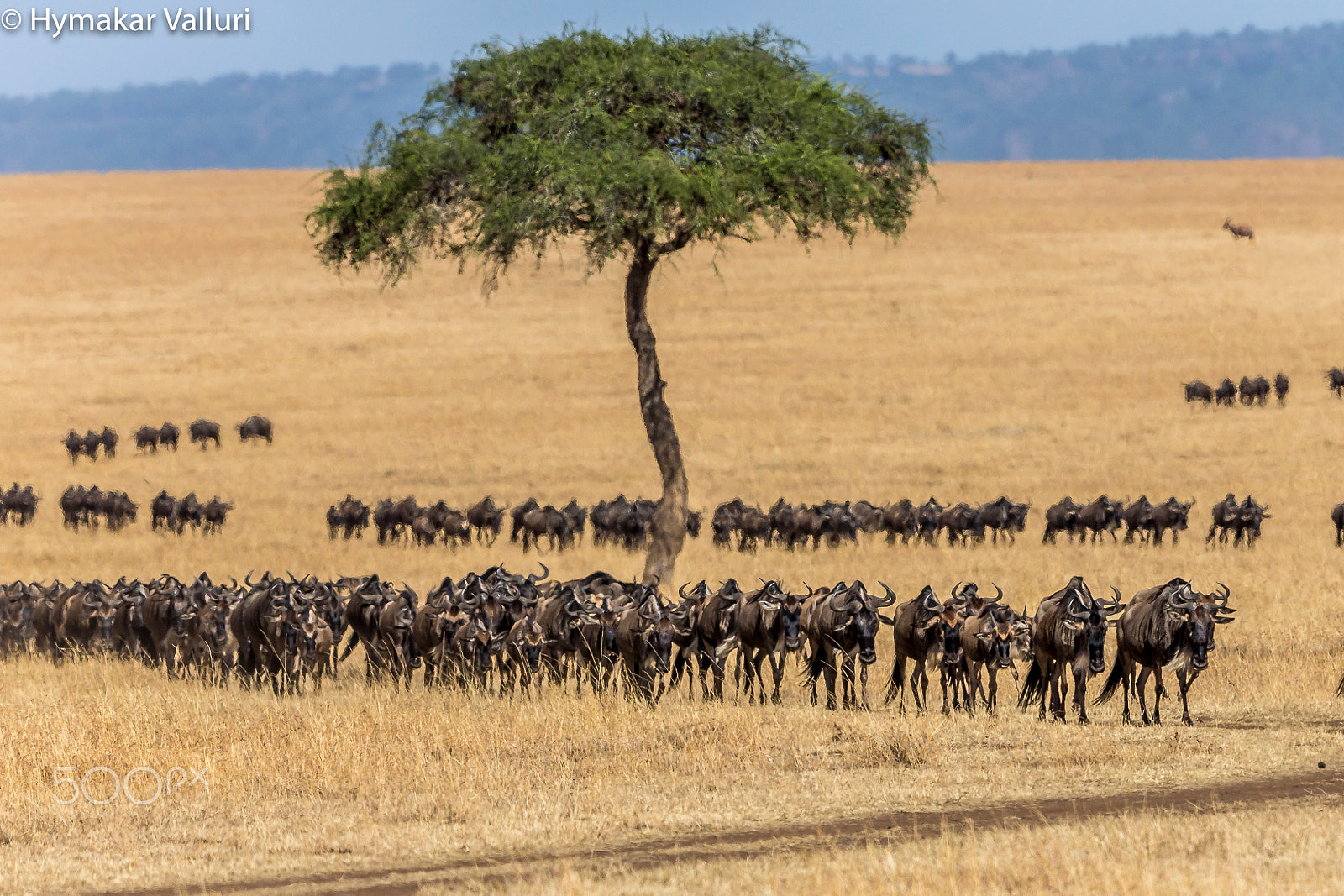 Canon EF 500mm F4L IS II USM sample photo. Great migration photography