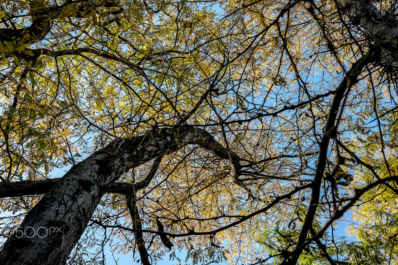 Fujifilm X-E2 sample photo. Forest from below photography