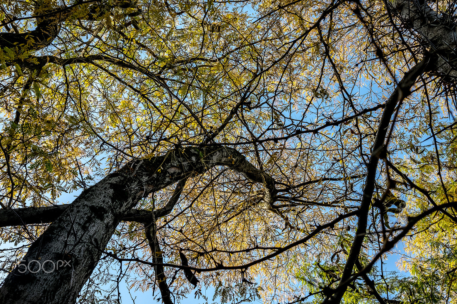 Fujifilm X-E2 + Fujifilm XF 27mm F2.8 sample photo. Forest from below photography