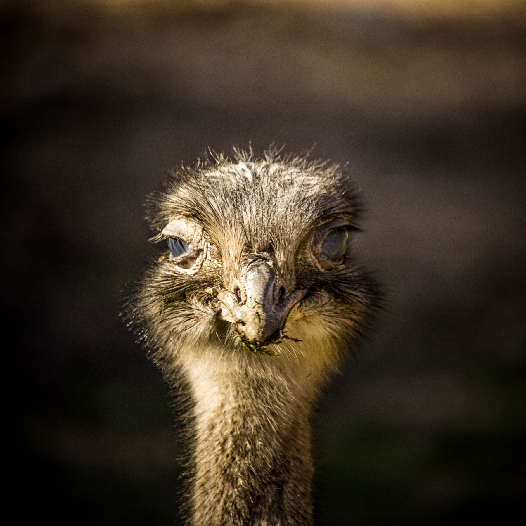 Canon EF-S 55-250mm F4-5.6 IS STM sample photo. Ostrich photography