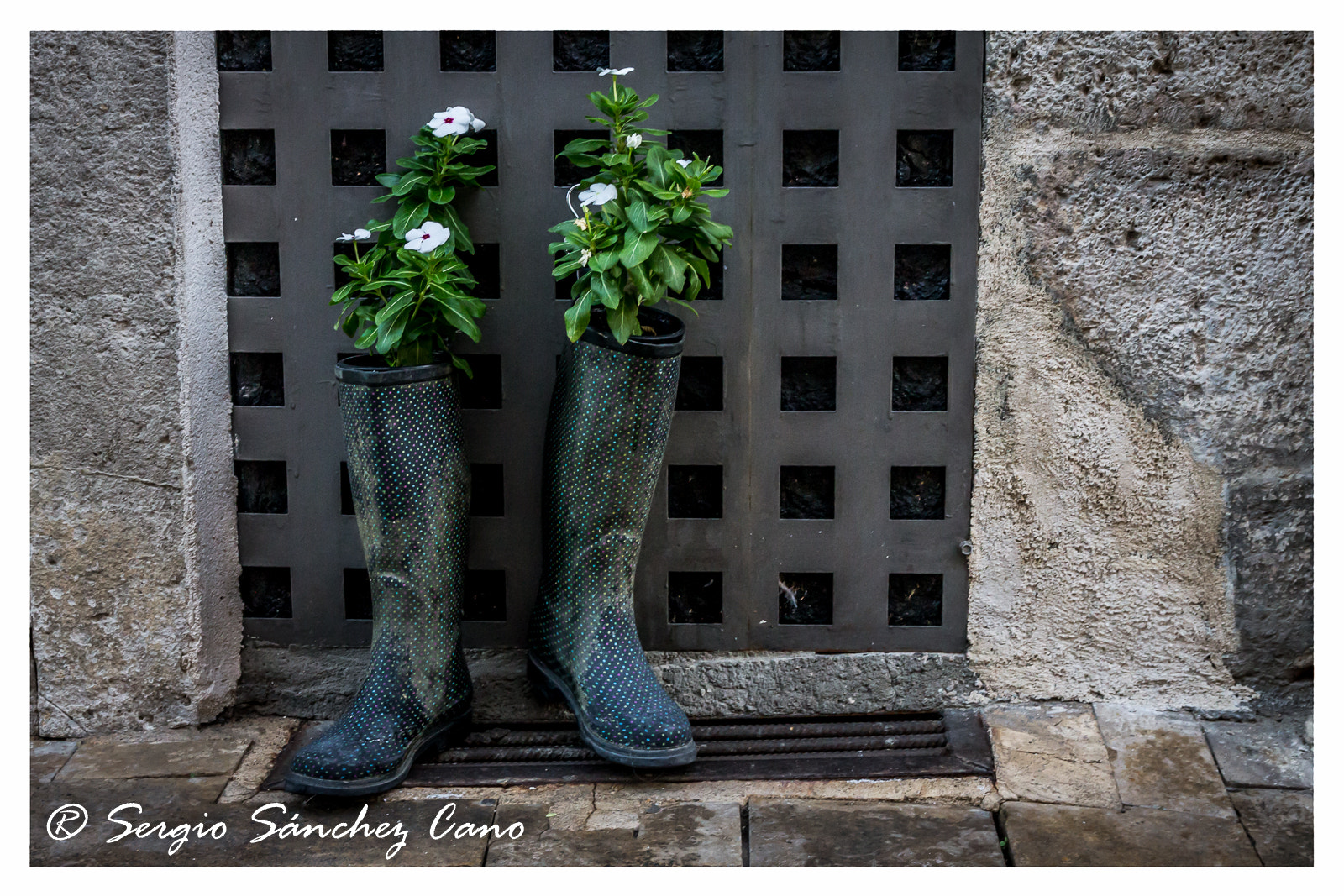 Canon EOS 1100D (EOS Rebel T3 / EOS Kiss X50) sample photo. Flores photography