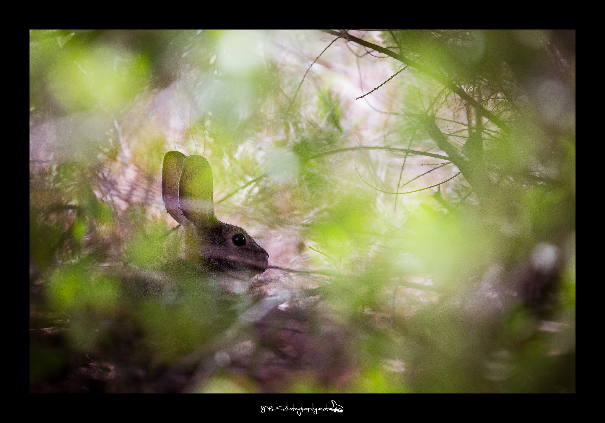 Canon EOS 6D sample photo. Wildlife hare photography