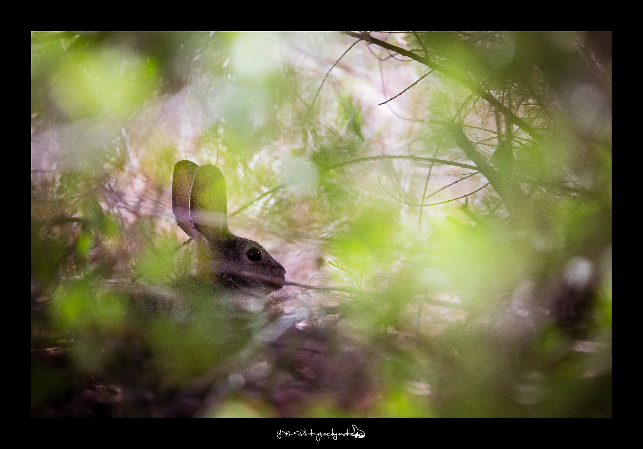 Sigma 150-600mm F5-6.3 DG OS HSM | C sample photo. Wildlife hare photography