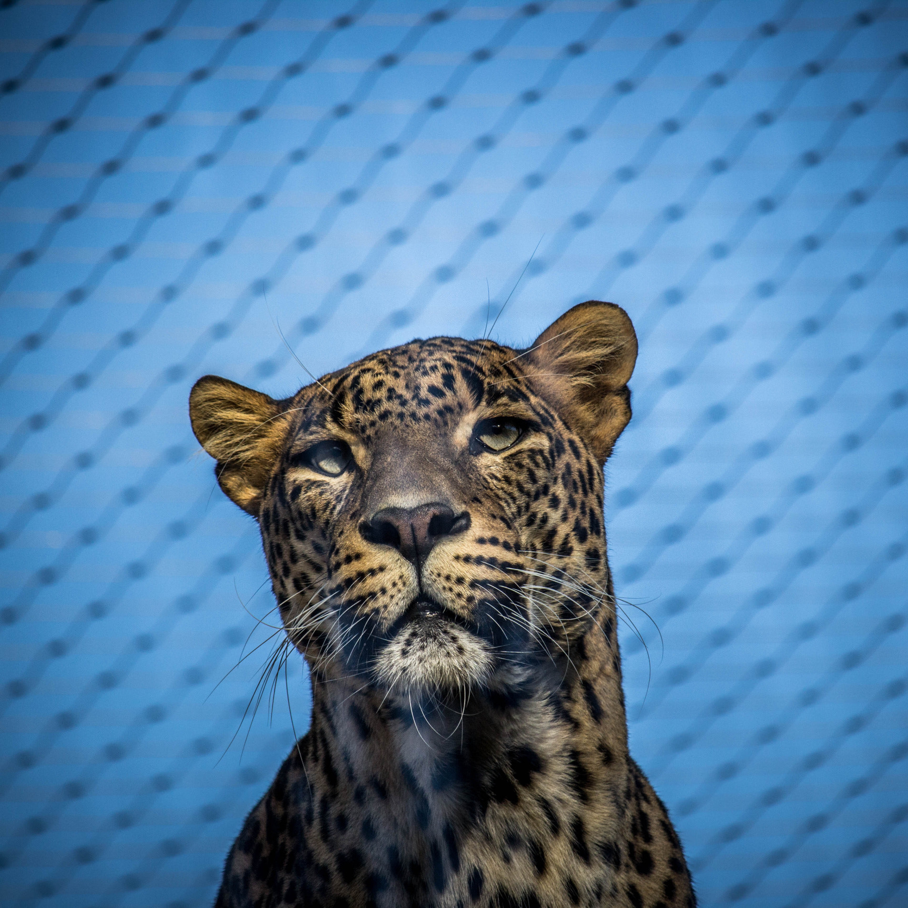 Canon EF-S 55-250mm F4-5.6 IS STM sample photo. Leopard photography