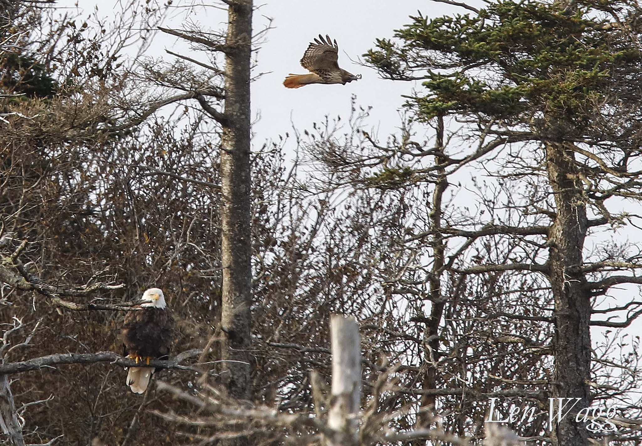 Canon EF 400mm F2.8L IS II USM sample photo. Birds of prey photography