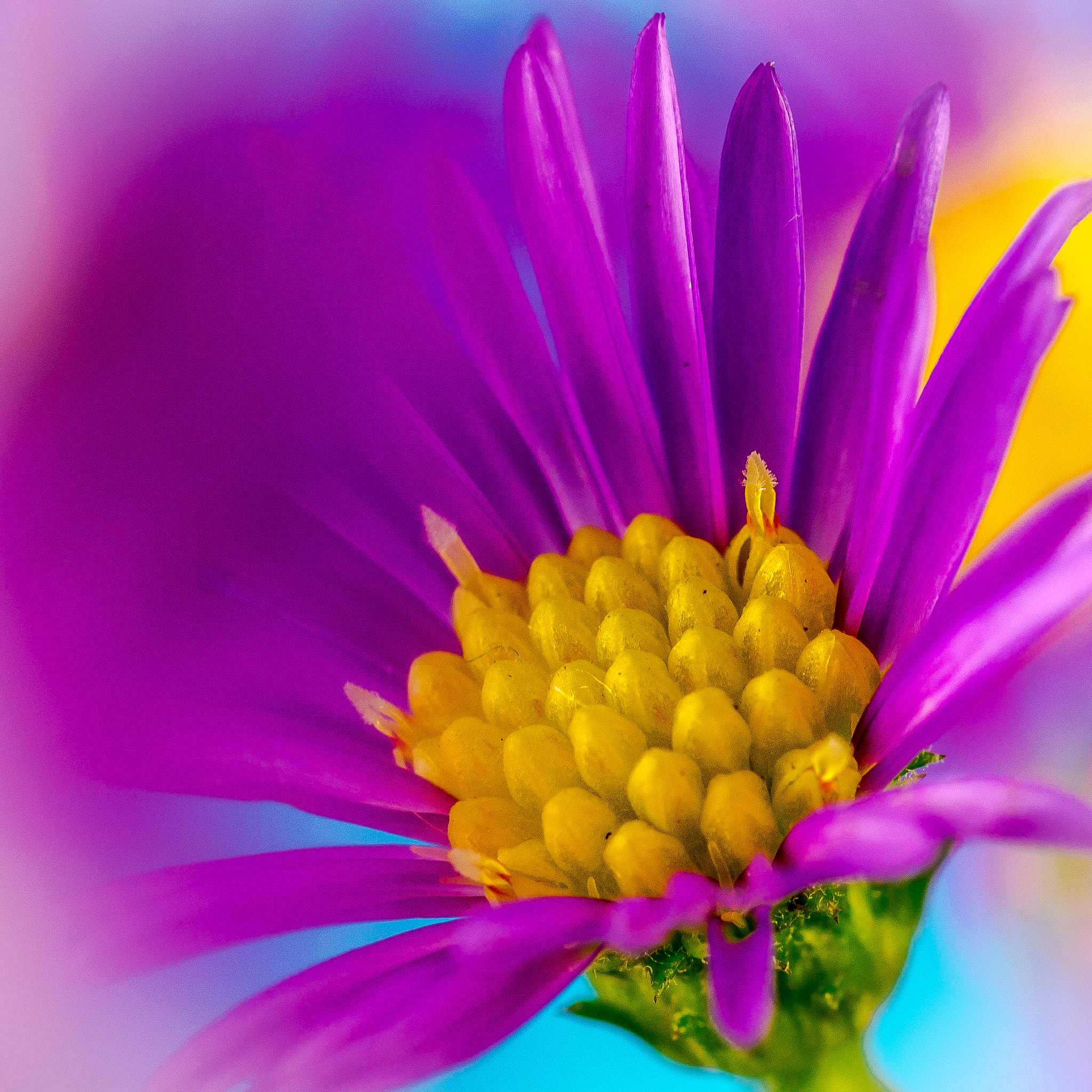 Sony SLT-A58 + 105mm F2.8 sample photo. Flower photography