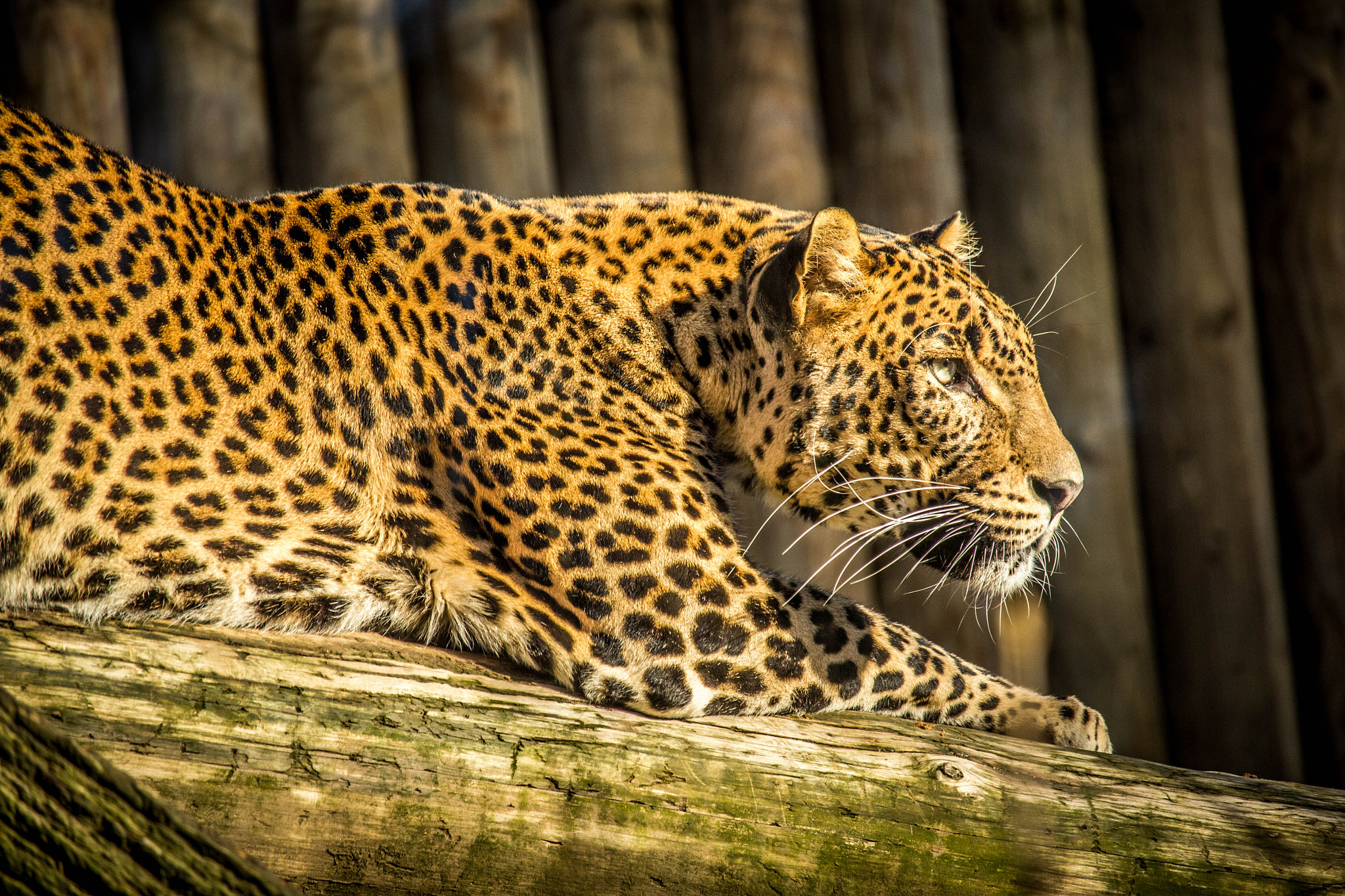 Canon EF-S 55-250mm F4-5.6 IS STM sample photo. Panthera photography