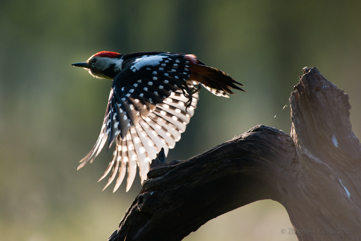 Sigma 50-500mm F4.5-6.3 DG OS HSM sample photo. Great spotted woodpecker in flight photography