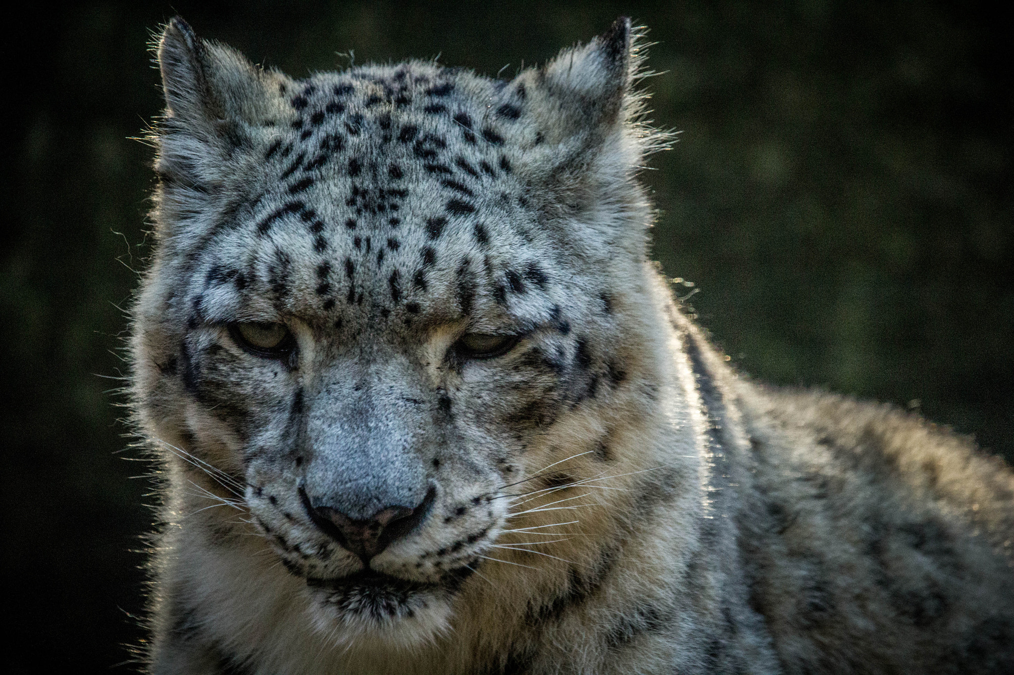 Canon EF-S 55-250mm F4-5.6 IS STM sample photo. Panthera photography