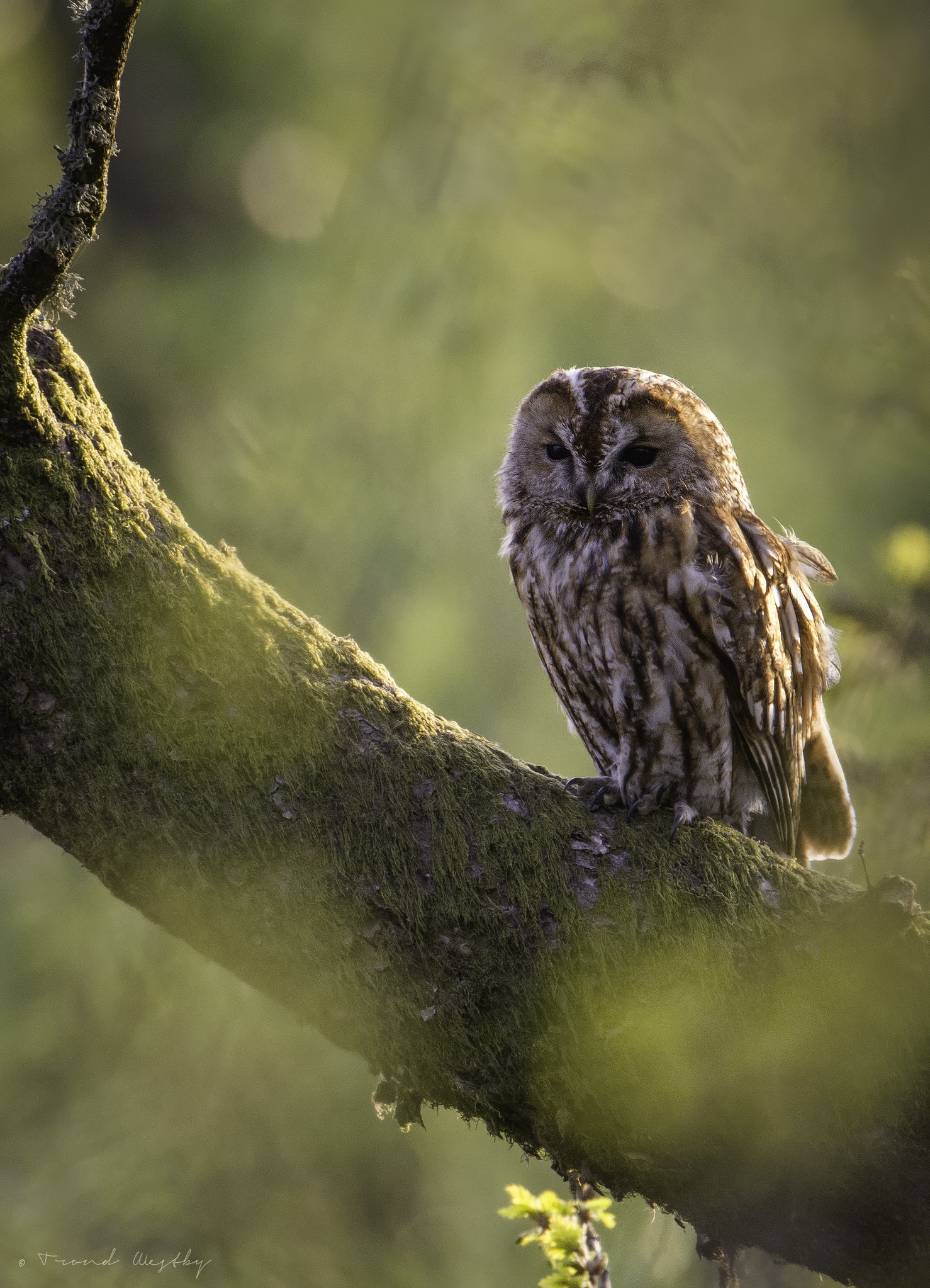 Nikon D7100 + Nikon AF-S Nikkor 500mm F4G ED VR sample photo. Tawny owl photography