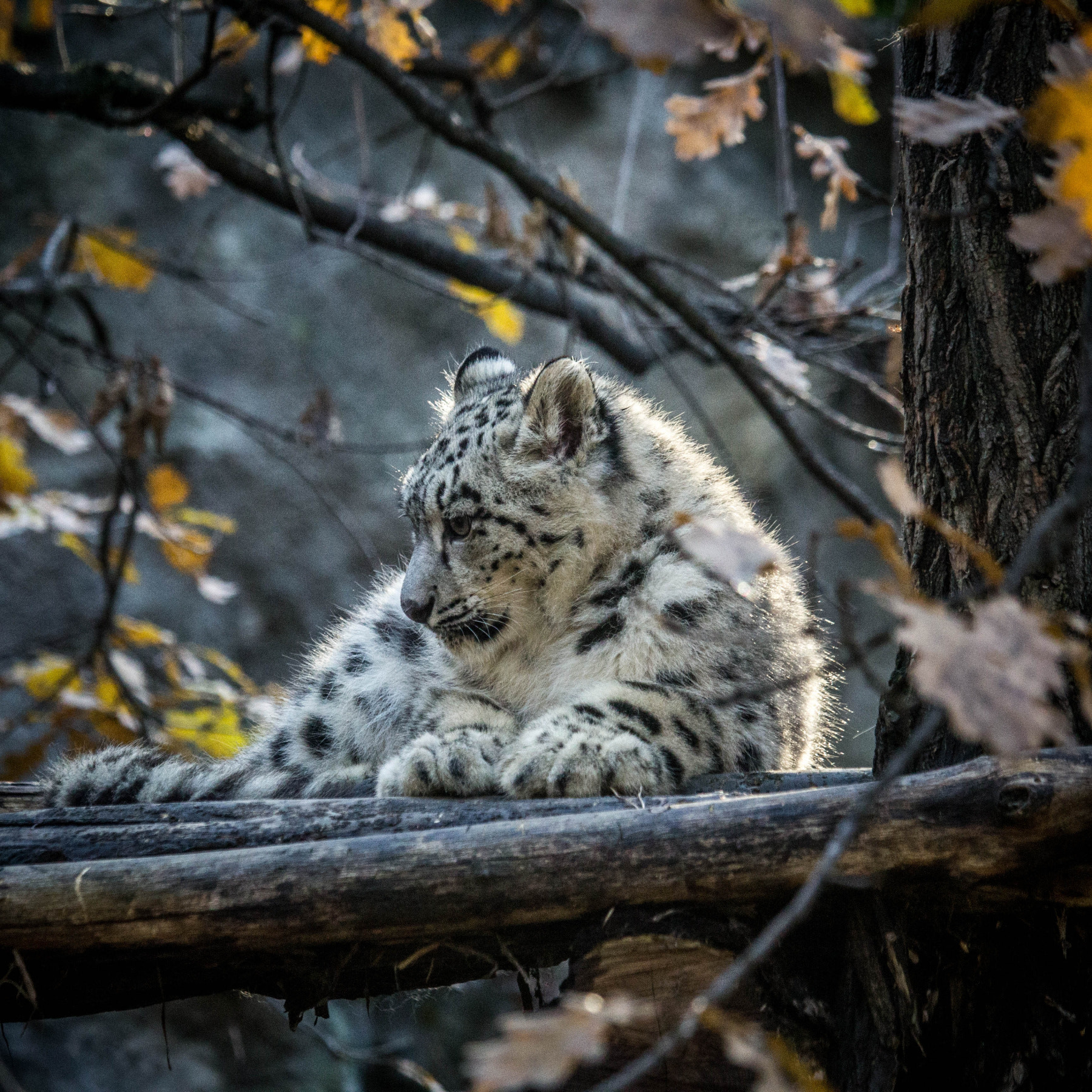 Canon EF-S 55-250mm F4-5.6 IS STM sample photo. Panthera photography