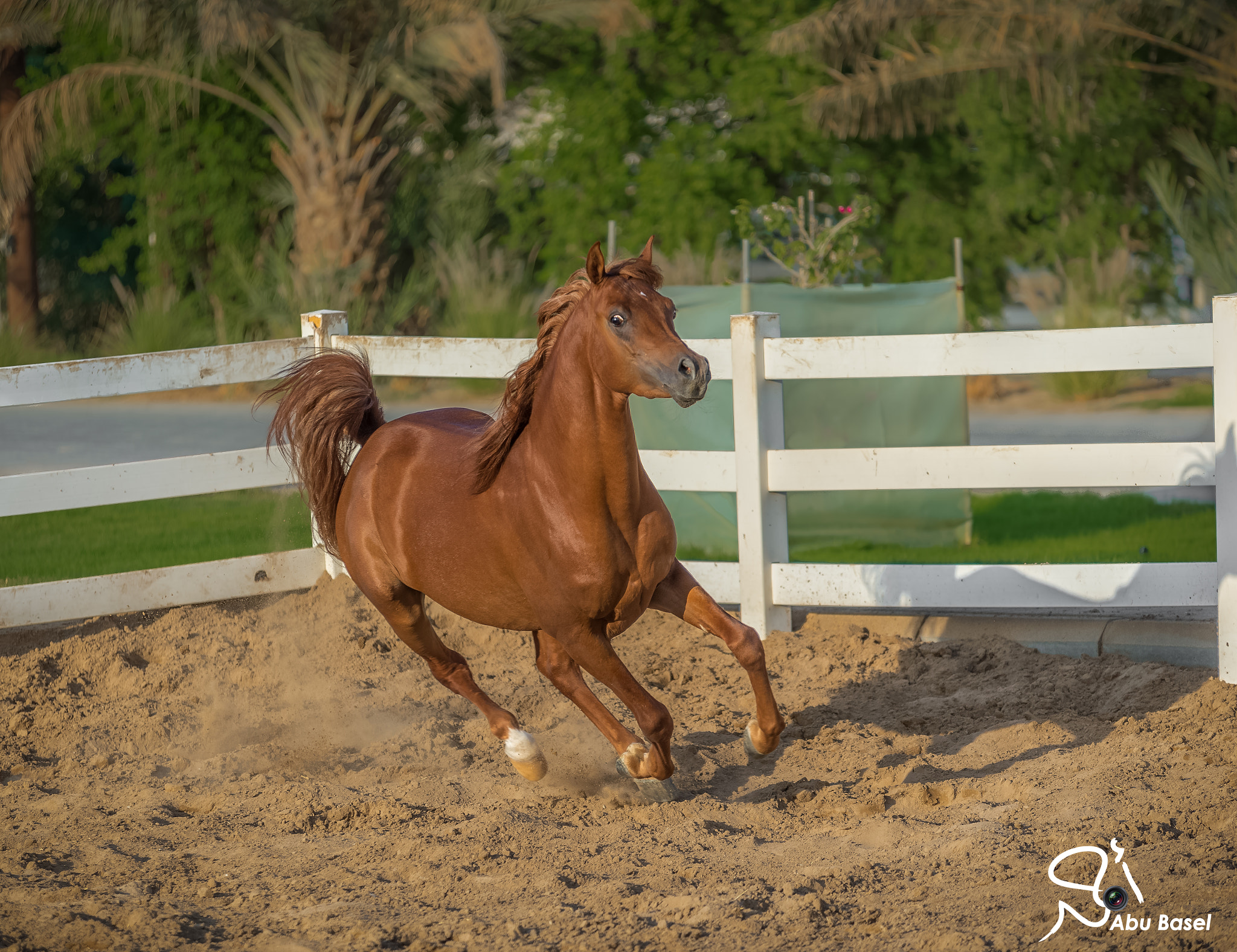 Sigma 70-200mm F2.8 EX DG OS HSM sample photo