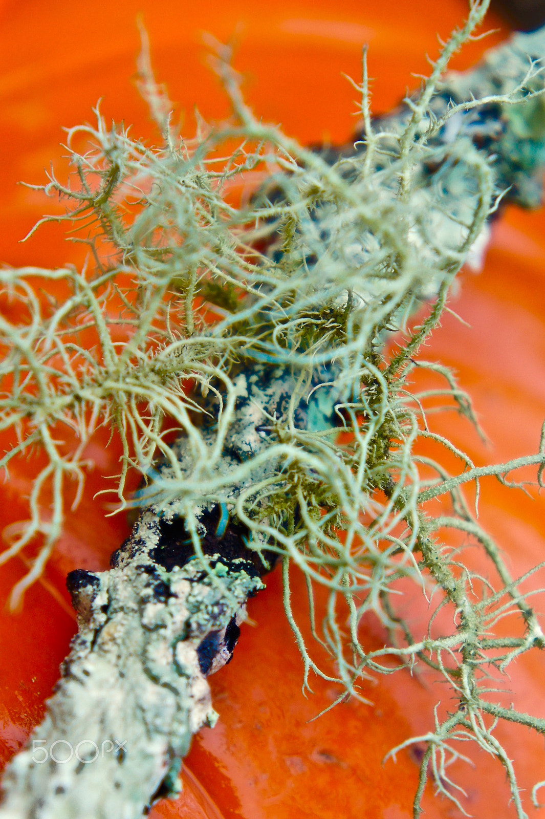 Sony Alpha NEX-3 sample photo. Lichen photography