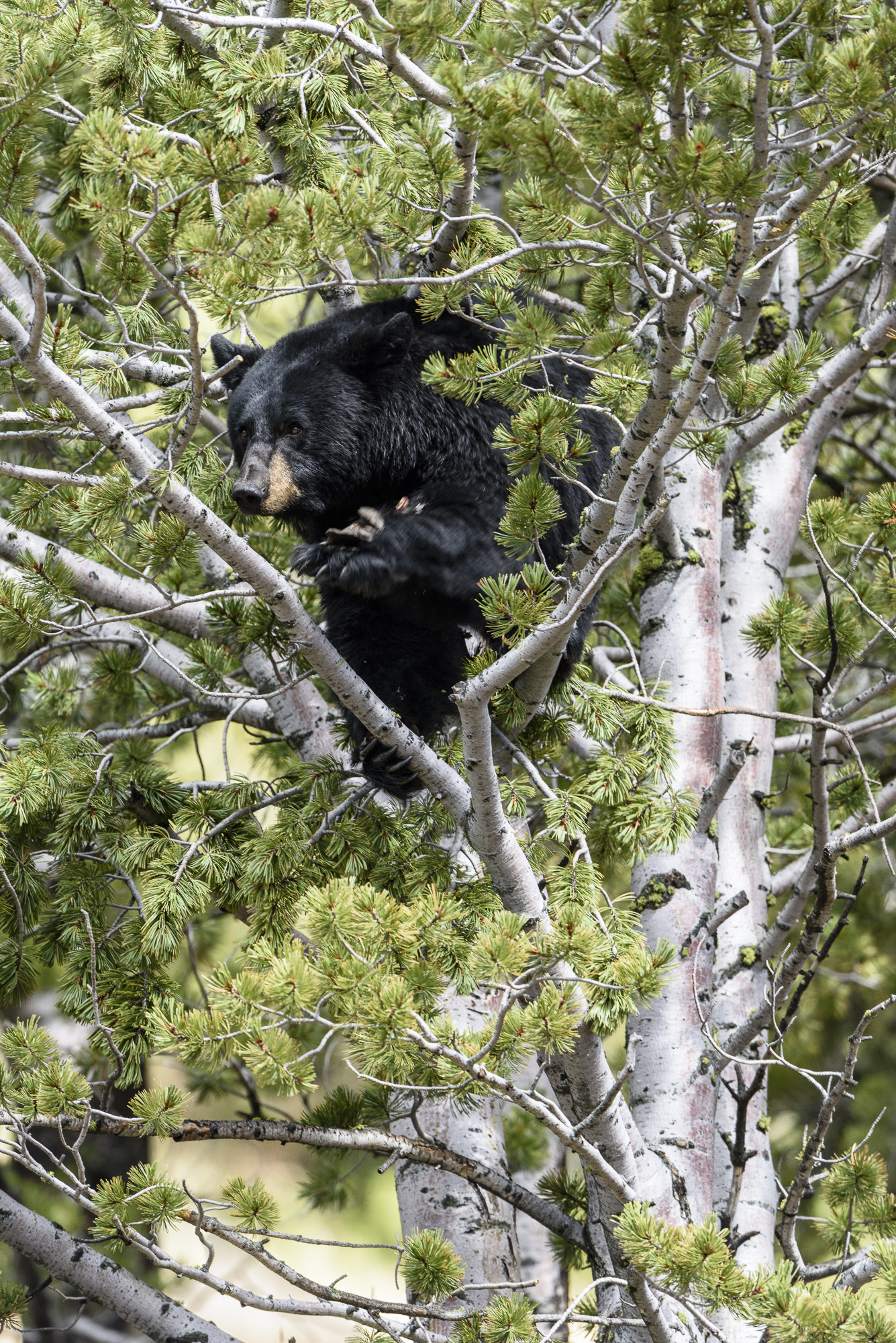 Nikon D810 + Nikon AF-S Nikkor 600mm F4G ED VR sample photo. Tree bear photography