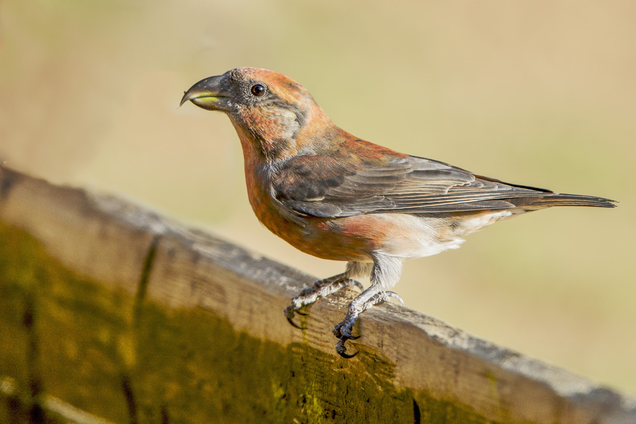 Nikon Nikkor AF-S 300mm F4E PF ED VR sample photo. Crossbill (Çaprazgaga) 2016 maraş turkey photography