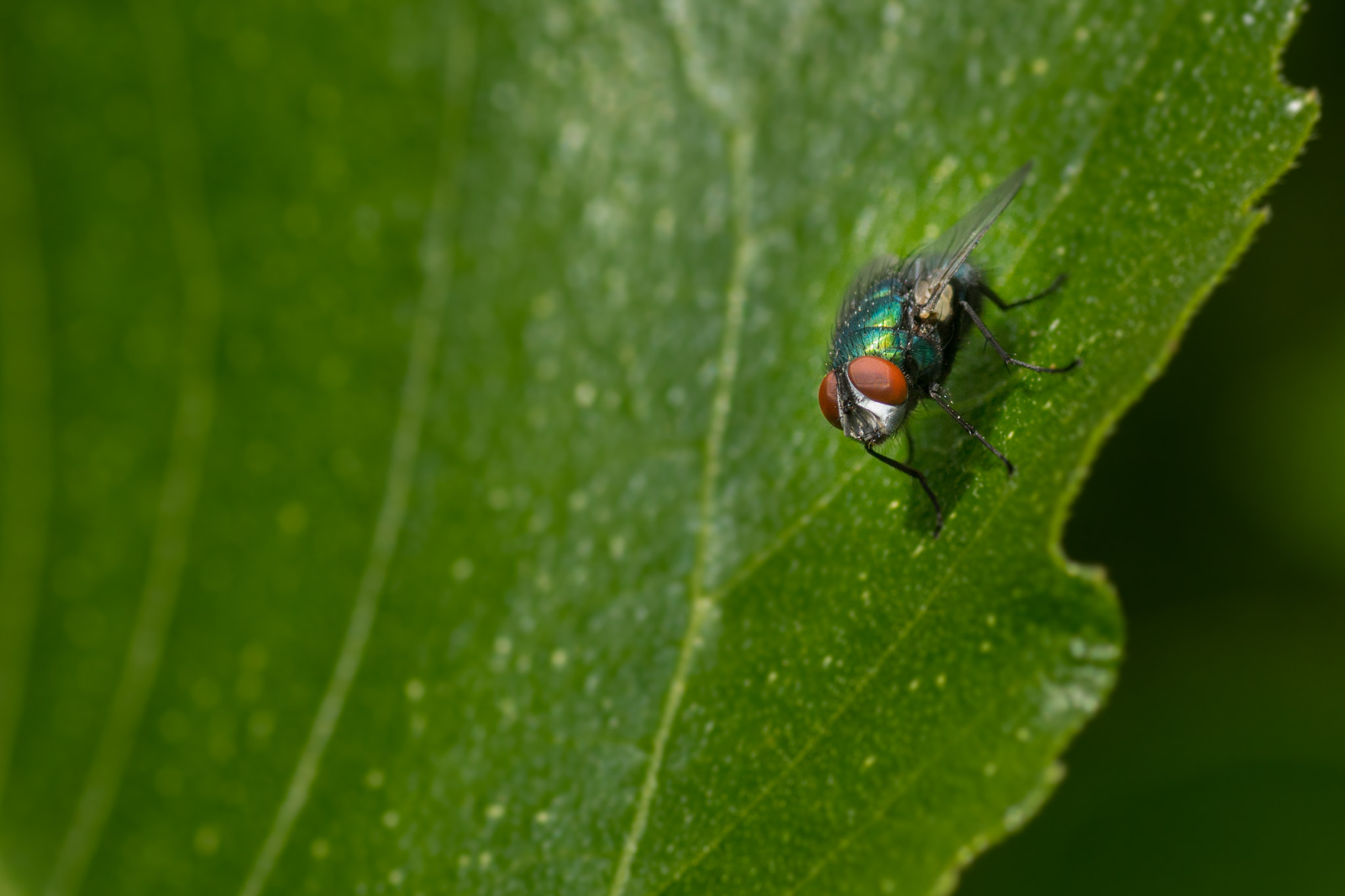 Canon EOS 700D (EOS Rebel T5i / EOS Kiss X7i) + Tamron SP AF 90mm F2.8 Di Macro sample photo. Mouche photography