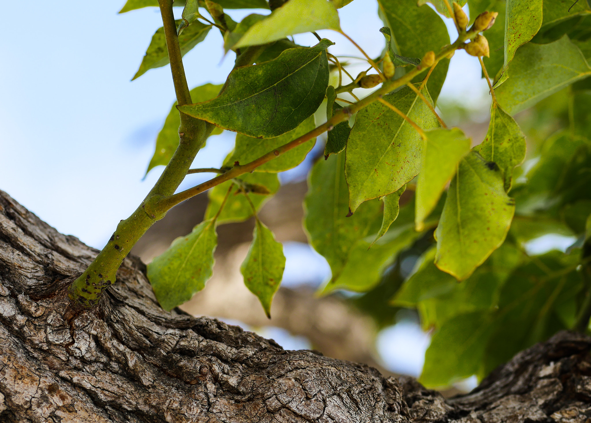 Panasonic Lumix G 42.5mm F1.7 ASPH Power OIS sample photo. New life photography