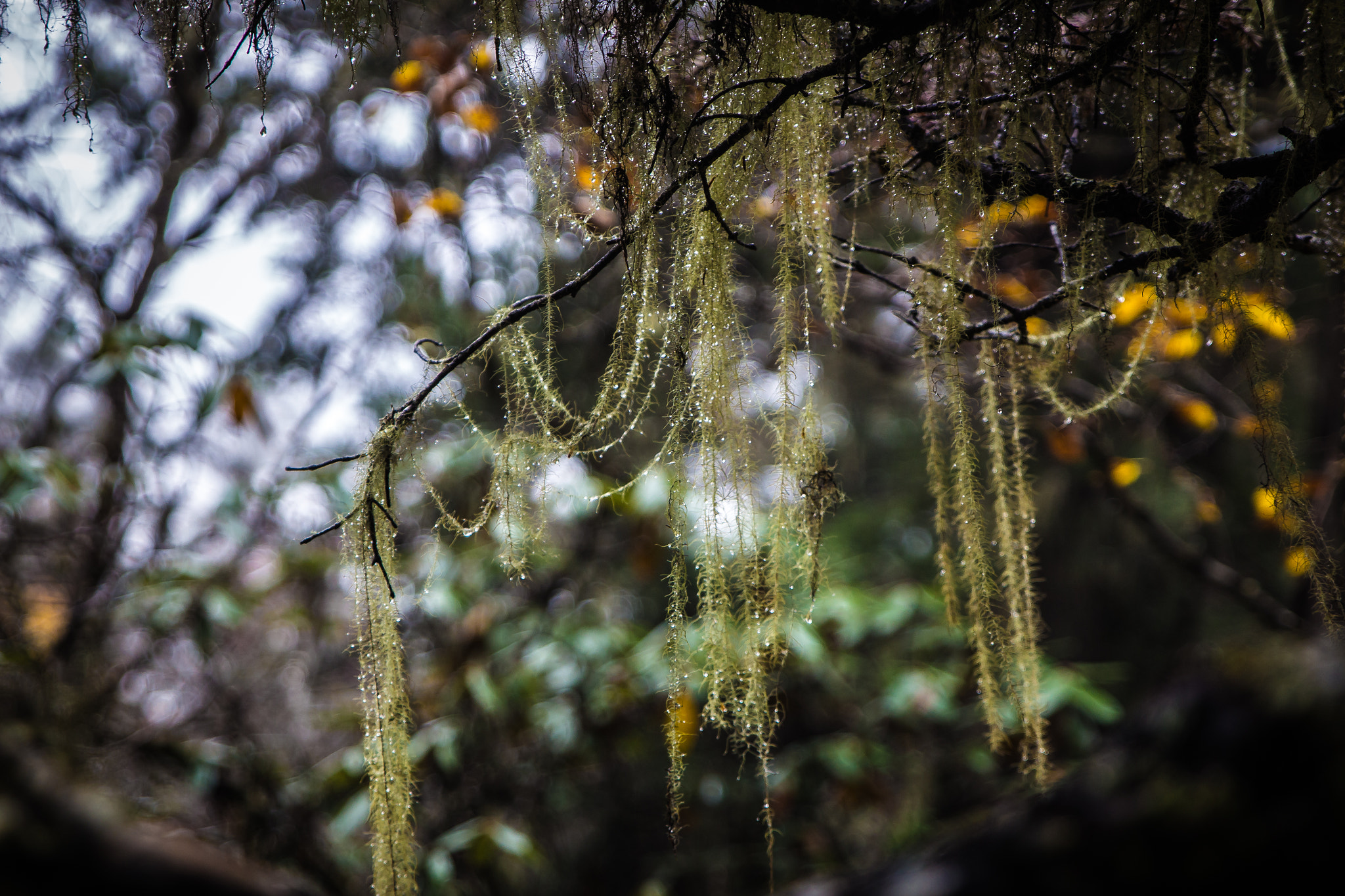 Canon EOS 700D (EOS Rebel T5i / EOS Kiss X7i) + Sigma 24-70mm F2.8 EX DG Macro sample photo. Morning photography