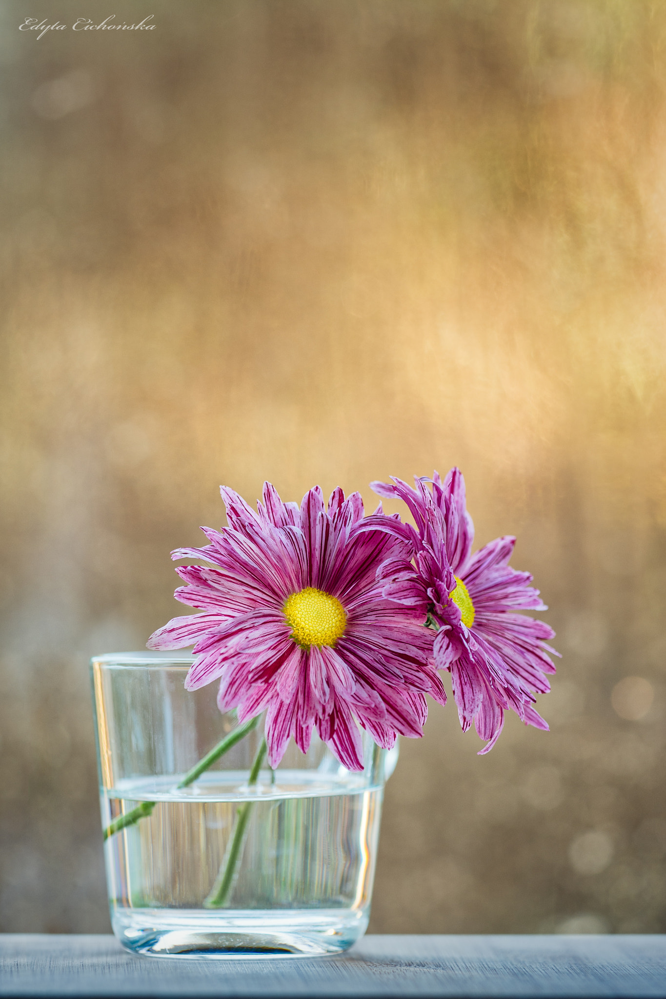 Sigma 150mm F2.8 EX DG Macro HSM sample photo. Marguerite photography