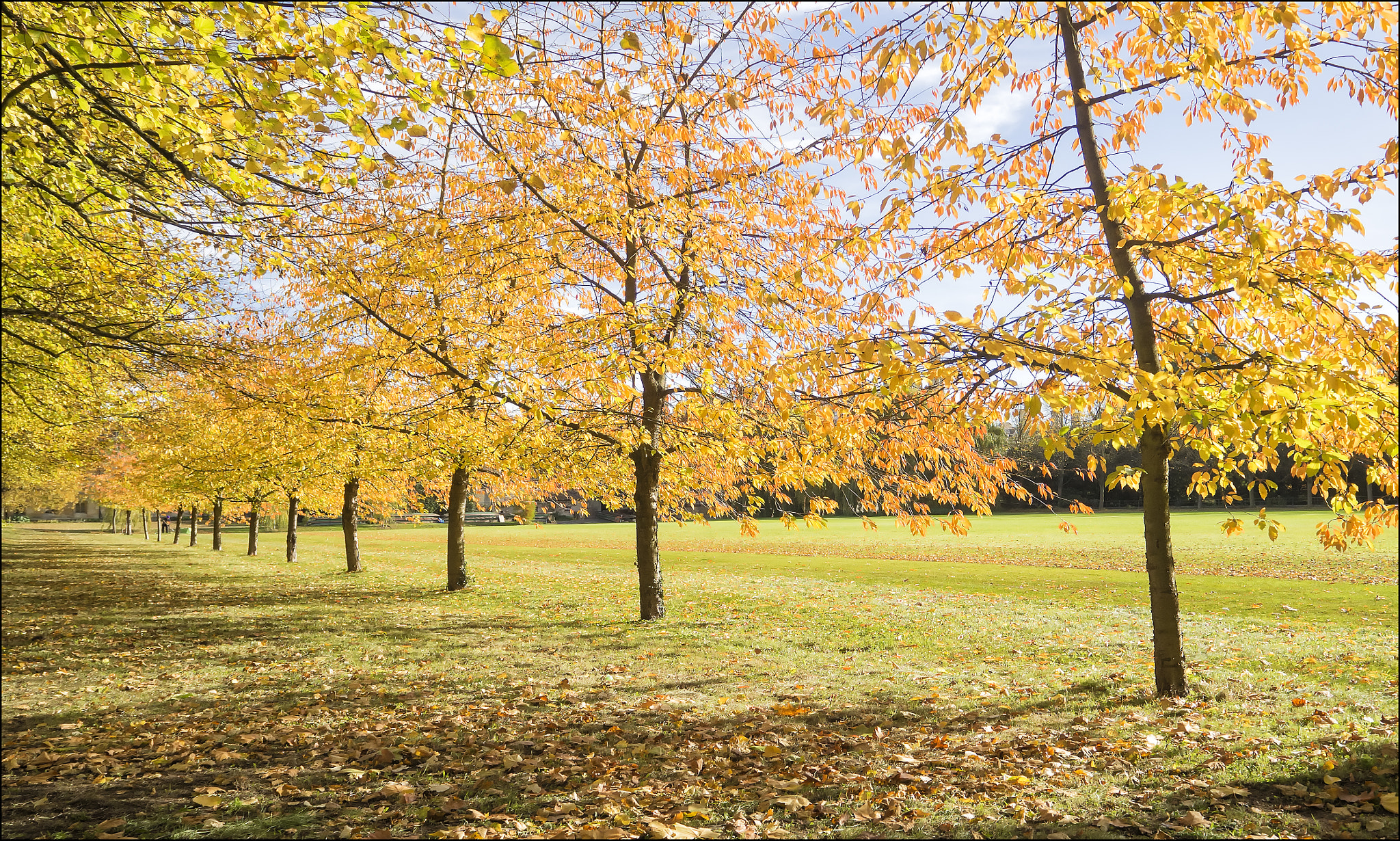 Olympus OM-D E-M10 sample photo. Tree line photography