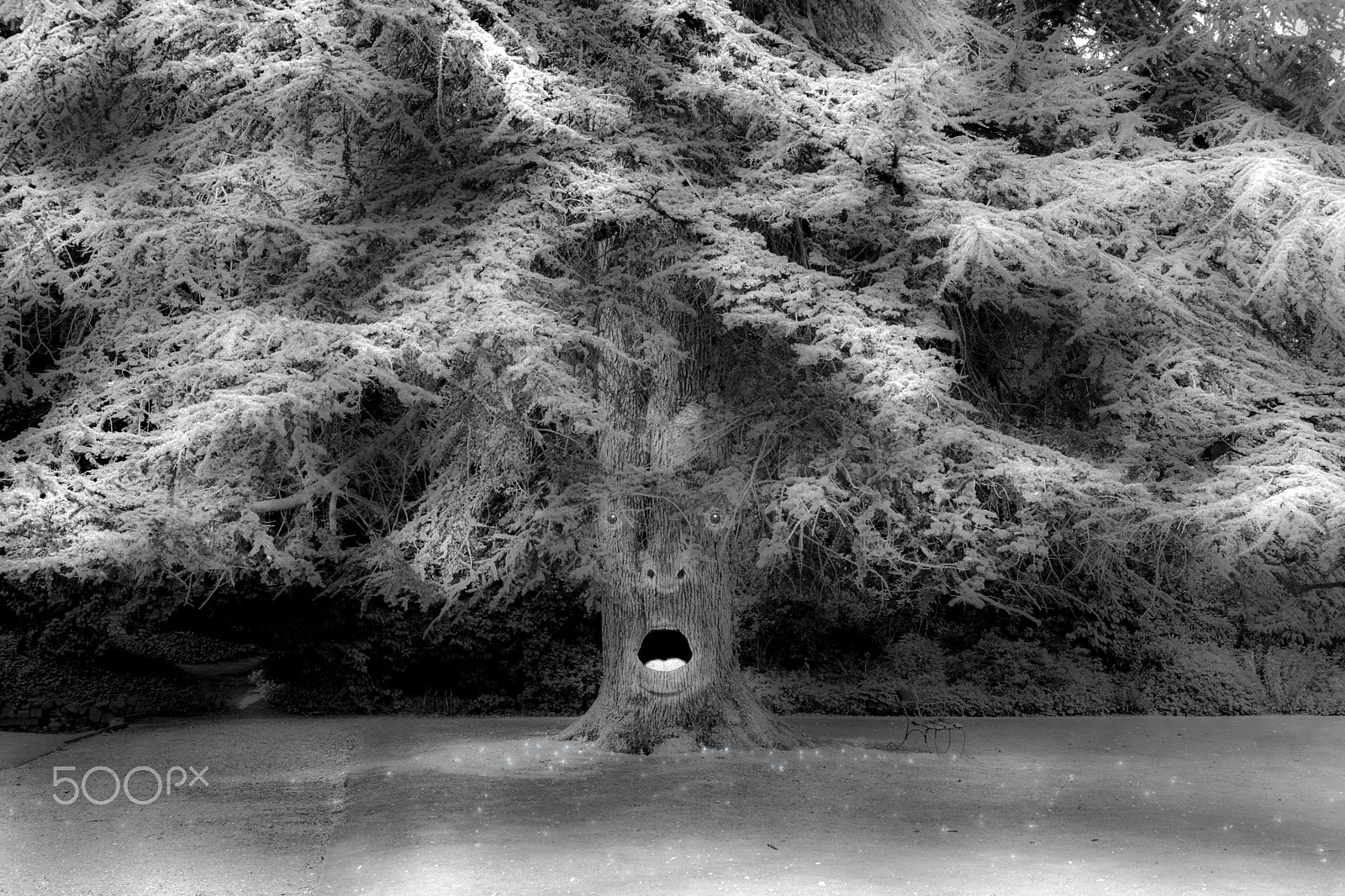 Sony SLT-A65 (SLT-A65V) sample photo. Enchanted forrest photography