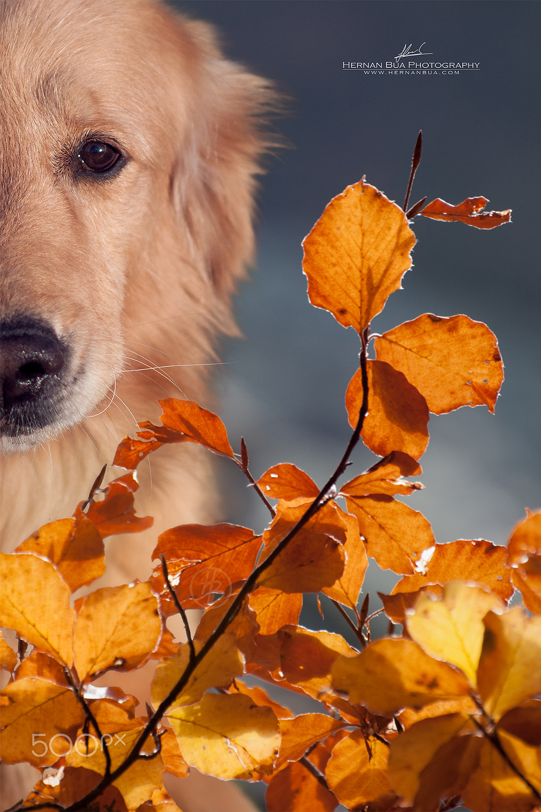 Nikon D300S sample photo. Enjoying the fall photography