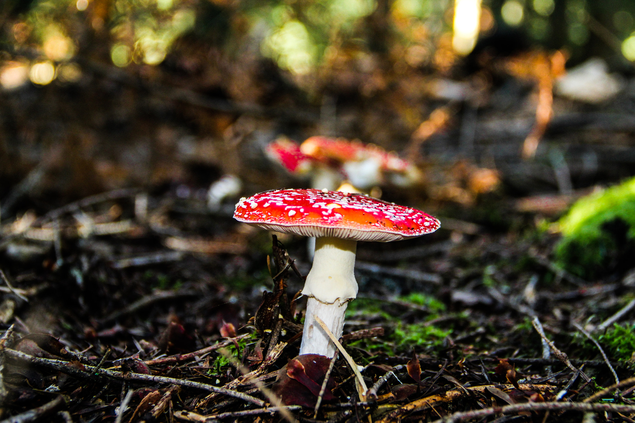 Canon EF-S 18-135mm F3.5-5.6 IS sample photo. Amanite tue-mouches photography