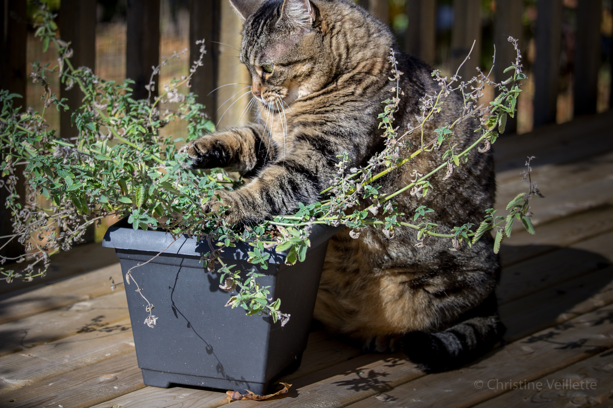 Canon EF-S 55-250mm F4-5.6 IS STM sample photo. Little gardener photography