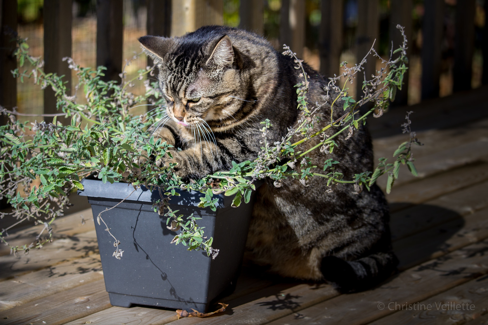 Canon EF-S 55-250mm F4-5.6 IS STM sample photo. Tending to the catmint photography
