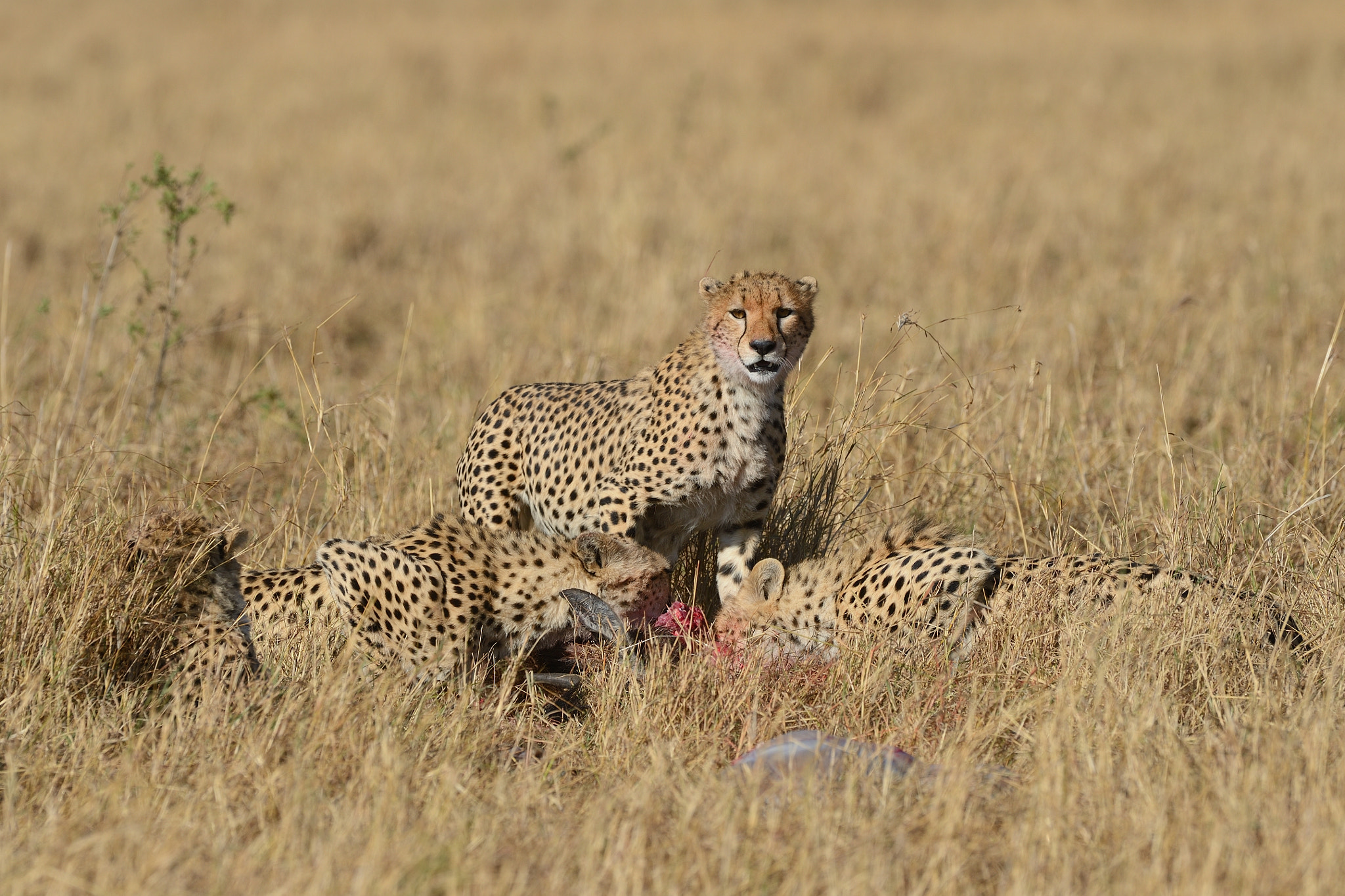 Nikon D4 + Nikon AF-S Nikkor 500mm F4G ED VR sample photo. Successful hunt photography