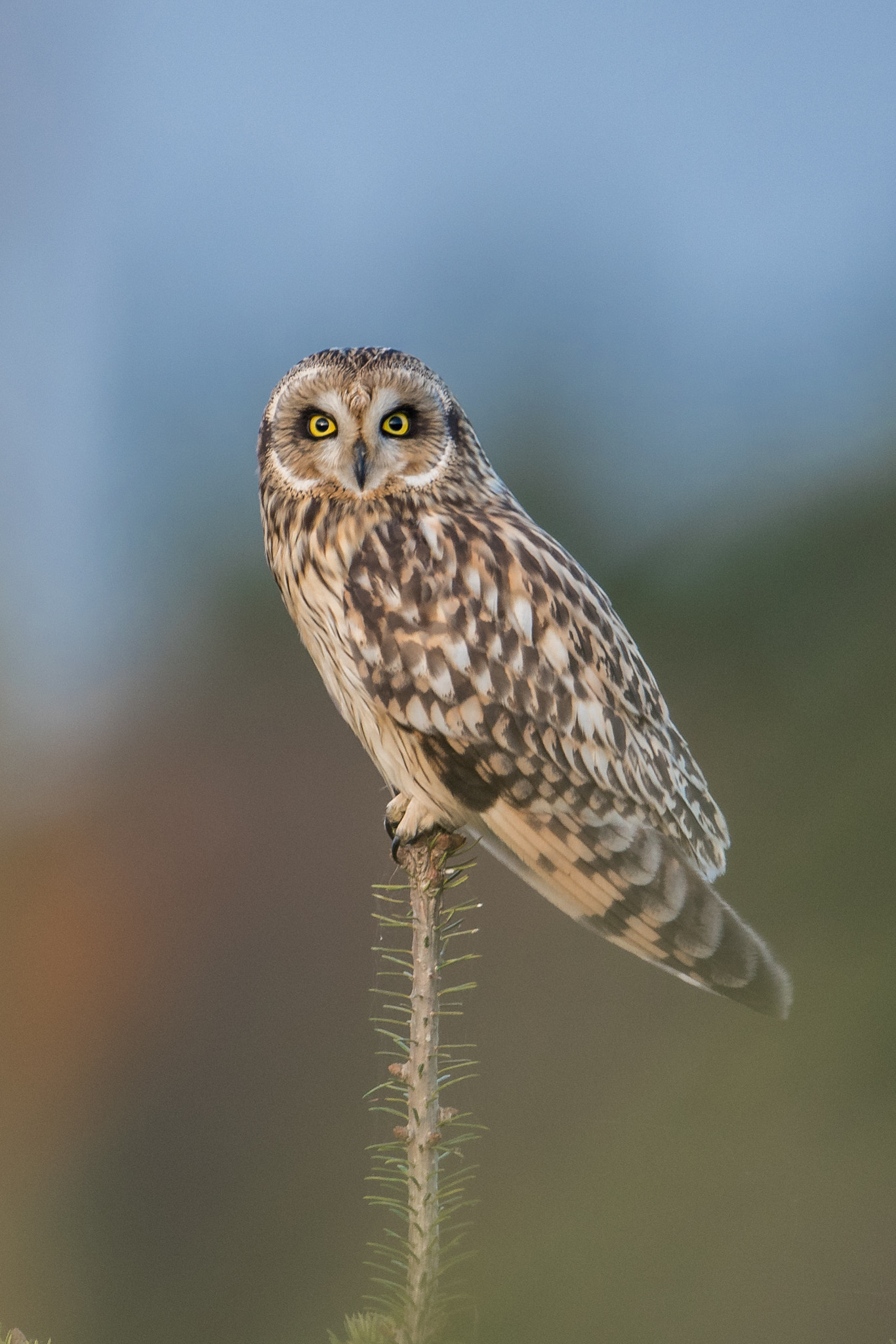 Nikon D810 + Nikon AF-S Nikkor 600mm F4G ED VR sample photo. Hibou des marais photography