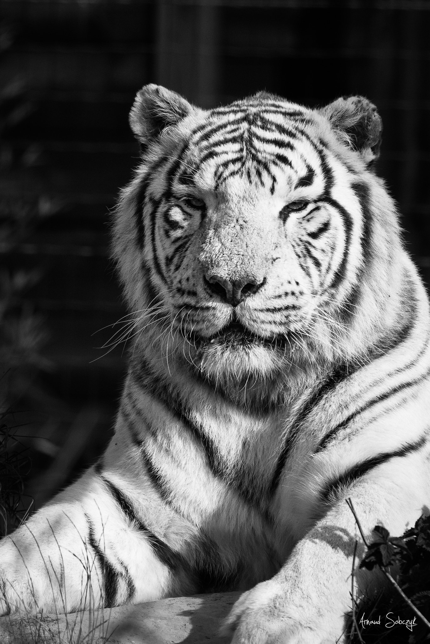 Nikon D810 + Sigma 120-400mm F4.5-5.6 DG OS HSM sample photo. White tiger, portrait photography