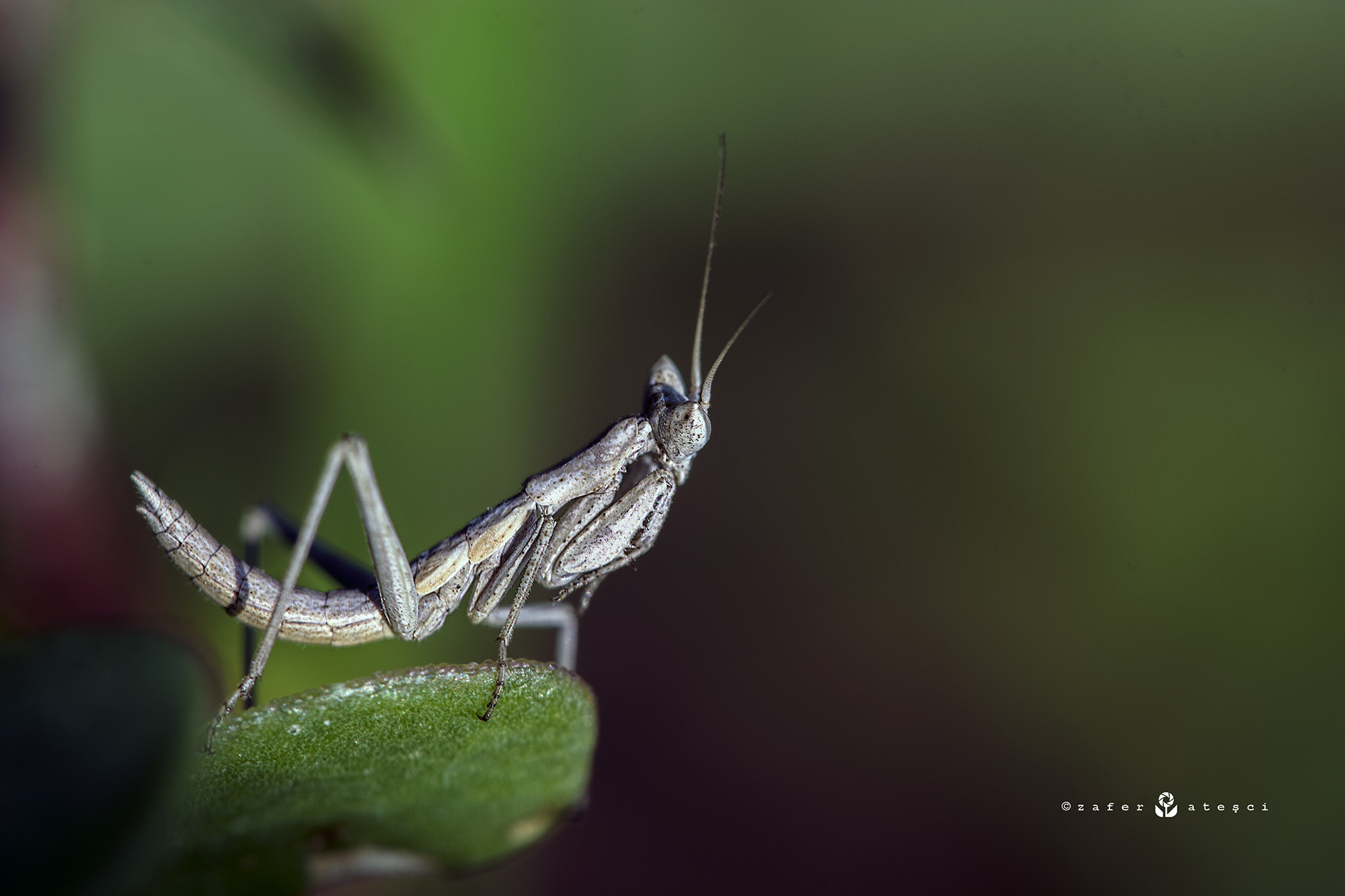 Sigma 150mm F2.8 EX DG Macro HSM sample photo. Baby photography