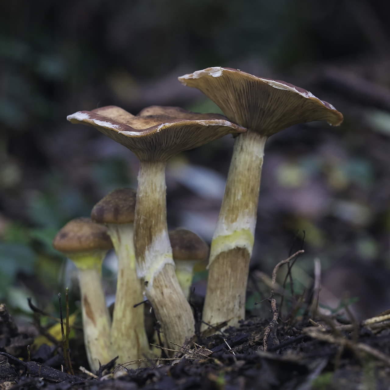 Sigma 150mm f/2.8 EX DG OS HSM APO Macro sample photo. Paddestoelen in bos photography