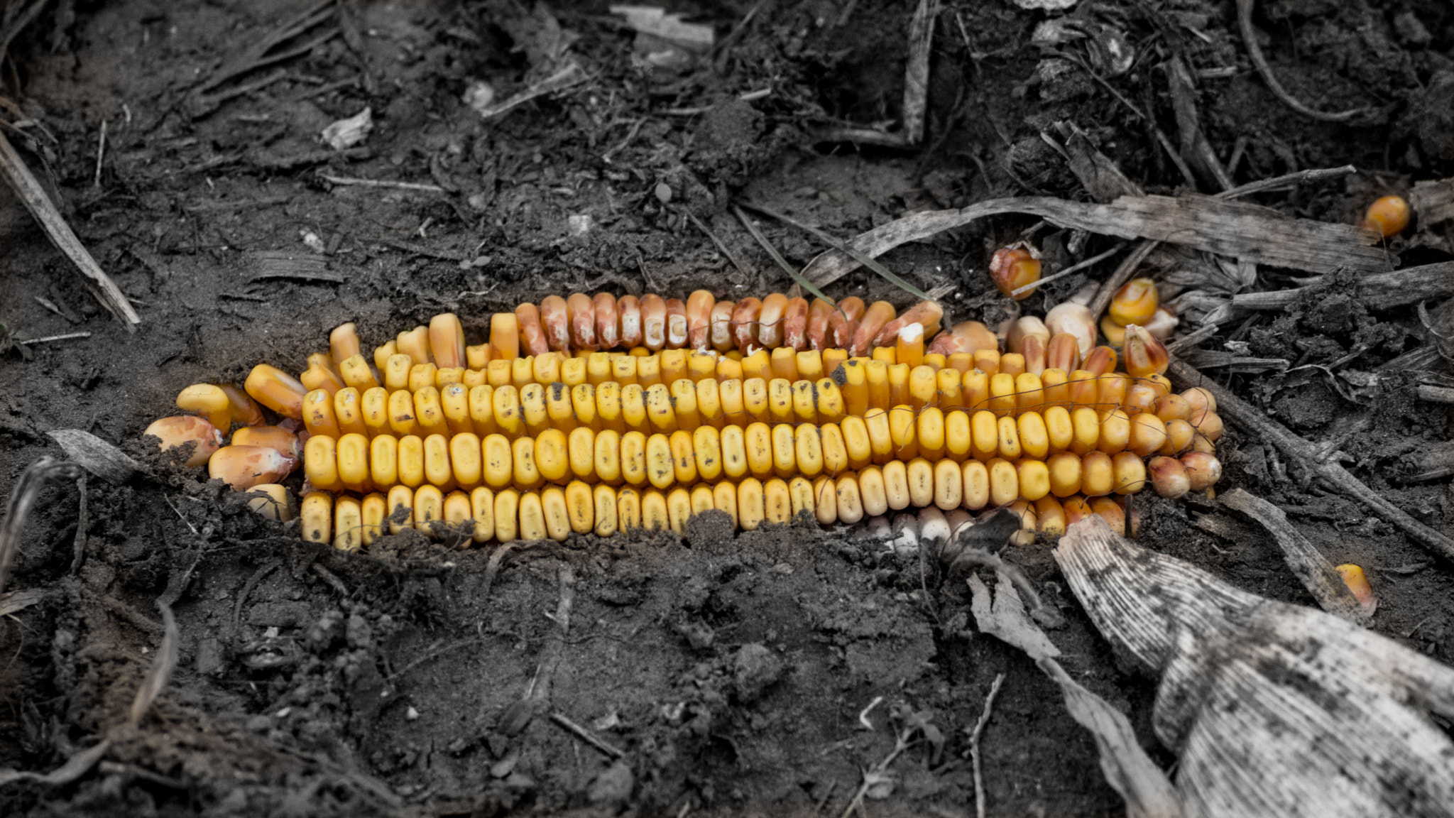 Tamron SP 70-300mm F4-5.6 Di USD sample photo. Corn photography