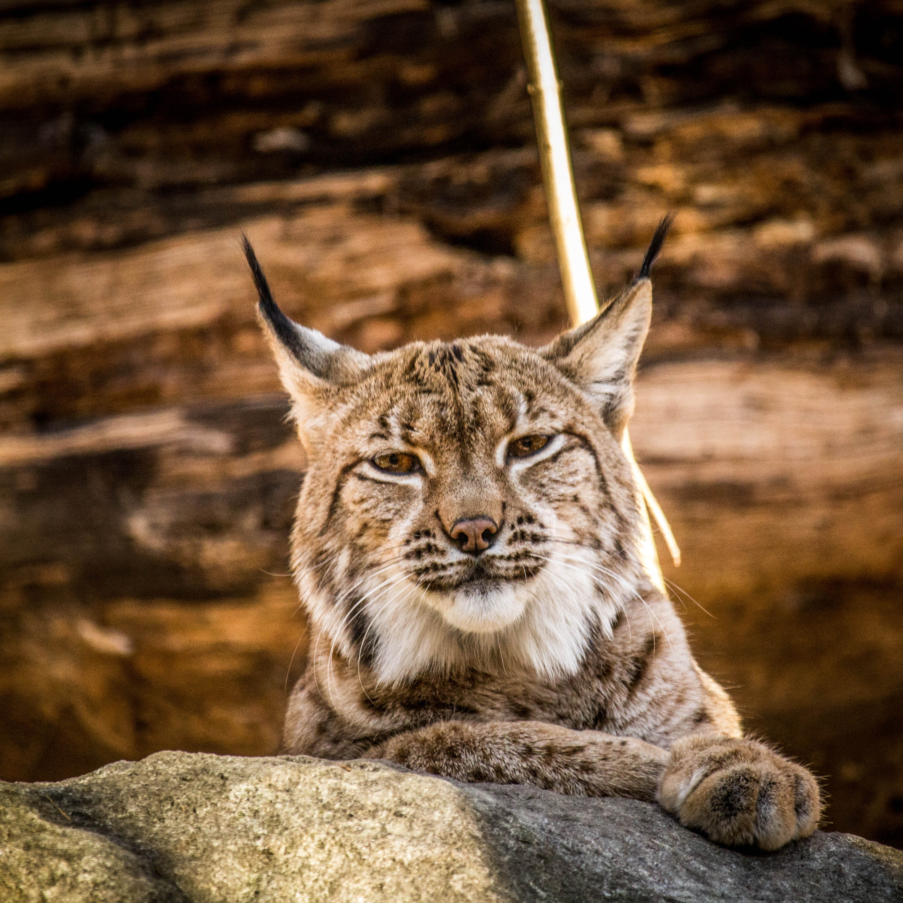 Canon EF-S 55-250mm F4-5.6 IS STM sample photo. Lynx lynx photography
