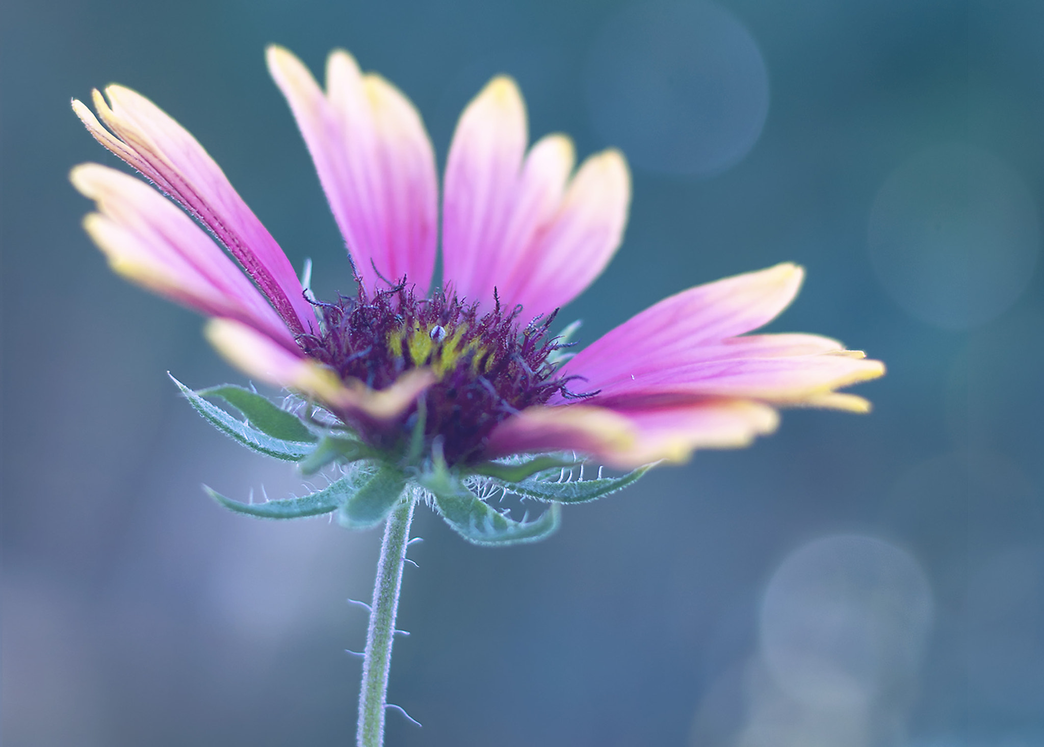 Canon EF 40mm F2.8 STM sample photo. Pink and yellow photography