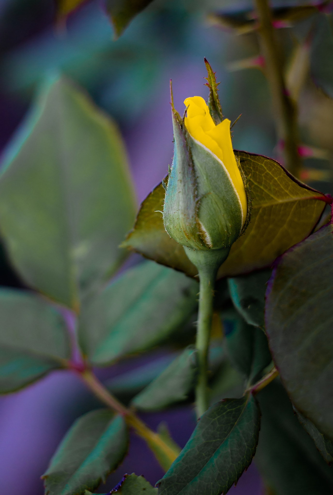 Canon EF 40mm F2.8 STM sample photo. Fall surprise photography