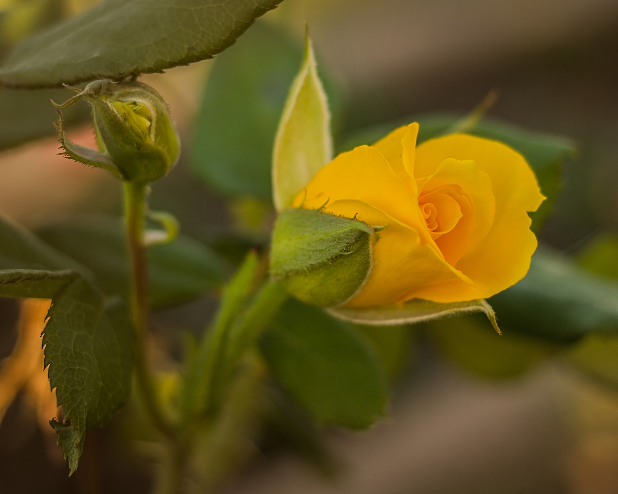 Canon EF 40mm F2.8 STM sample photo. Rosebud yellow photography