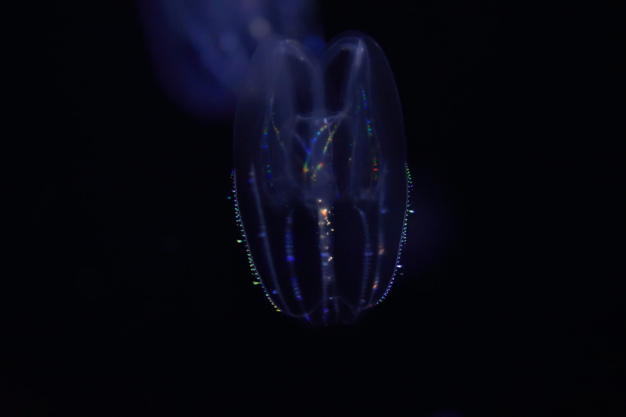 Nikon AF-S DX Micro Nikkor 40mm F2.8 sample photo. Jellyfish 2 photography