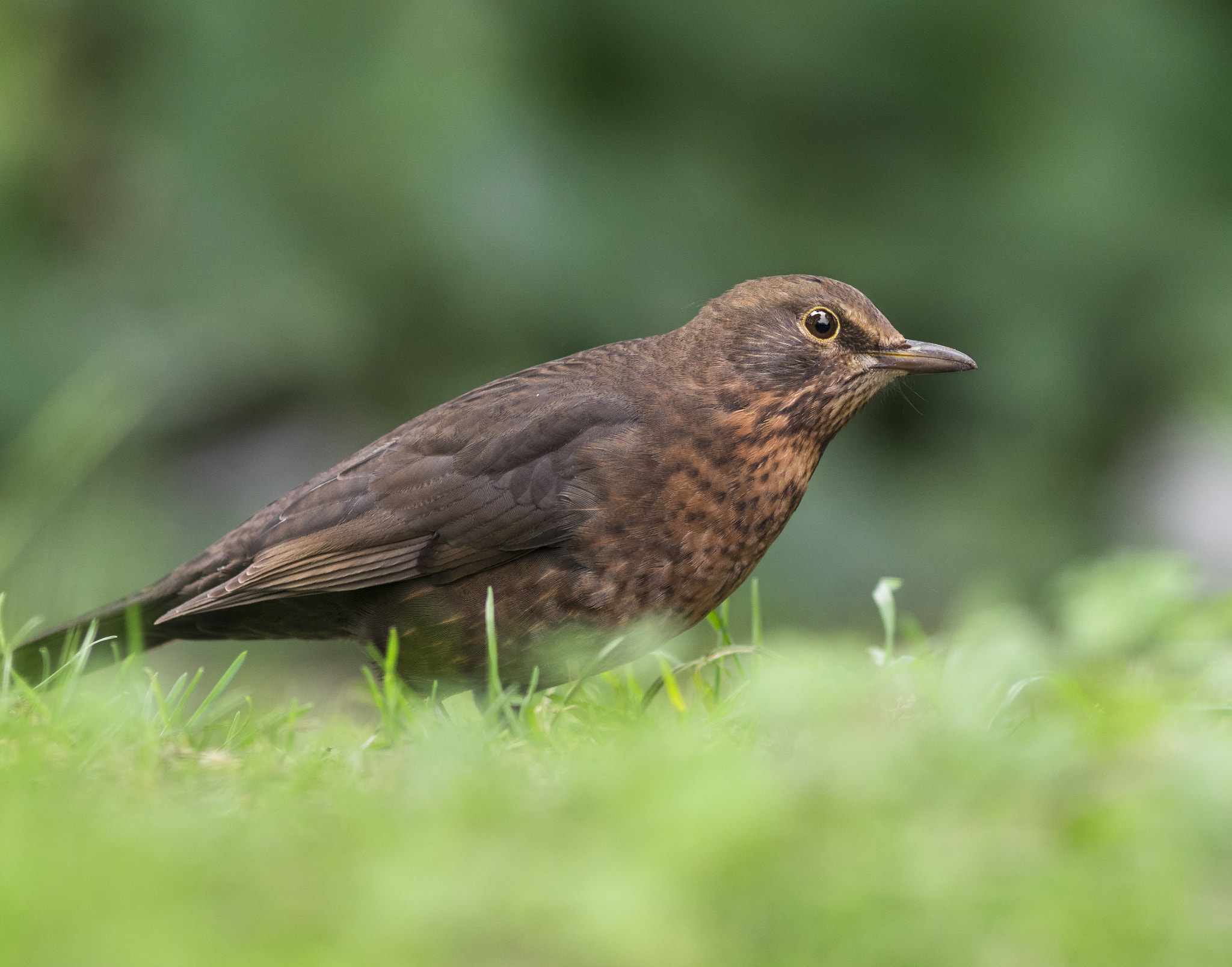 Sony ILCA-77M2 + Minolta AF 300mm F2.8 HS-APO G sample photo. Blackbird closer ;) photography