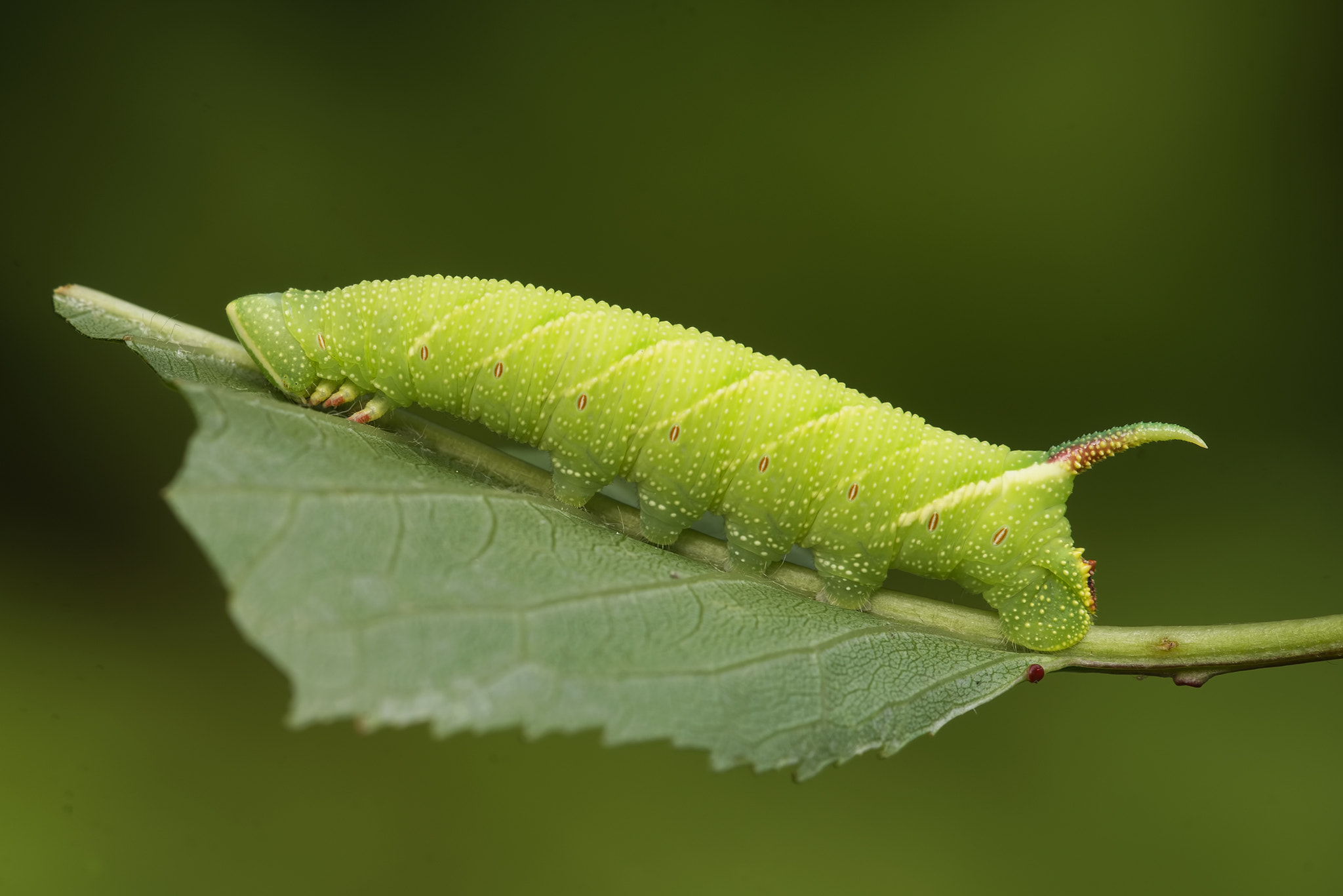 Sigma 150mm F2.8 EX DG Macro HSM sample photo. Greenongreen photography